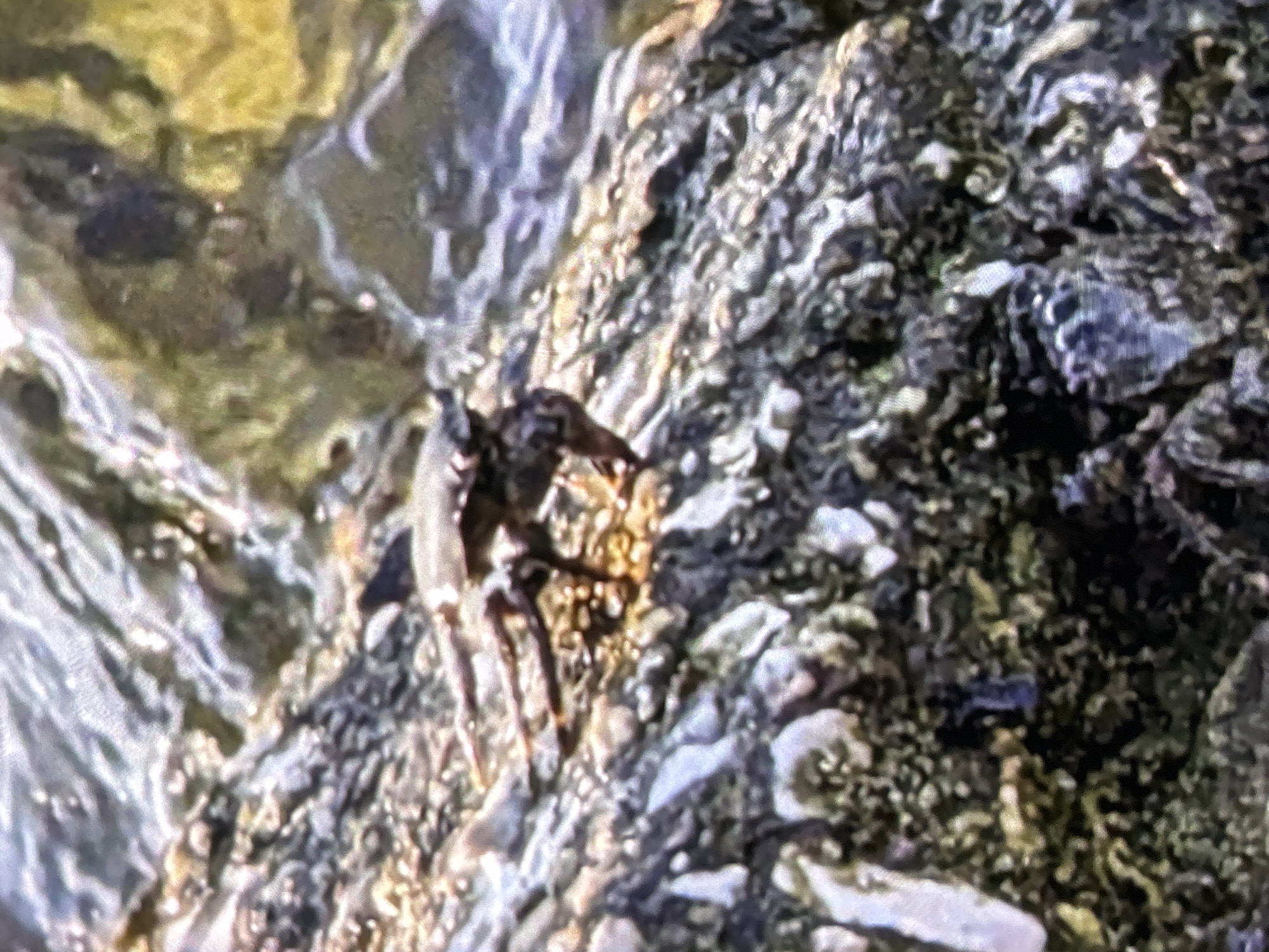 The image displays a dark, multi-legged arthropod, possibly an insect or arachnid, on a textured natural surface. The creature is dark brown or black, appearing somewhat spiky or angular, with several prominent appendages resembling legs. It is positioned against a background of rough, uneven material, which includes shades of dark grey, brown, yellow, and green, suggesting a rocky or moss-covered ground, or possibly tree bark. The overall texture implies an outdoor environment. The image is grainy and slightly out of focus, particularly in the details of the creature and the background. No specific activity other than its presence on the surface is discernible. There are no people, man-made objects, or visible text. The time of day and weather cannot be determined.
