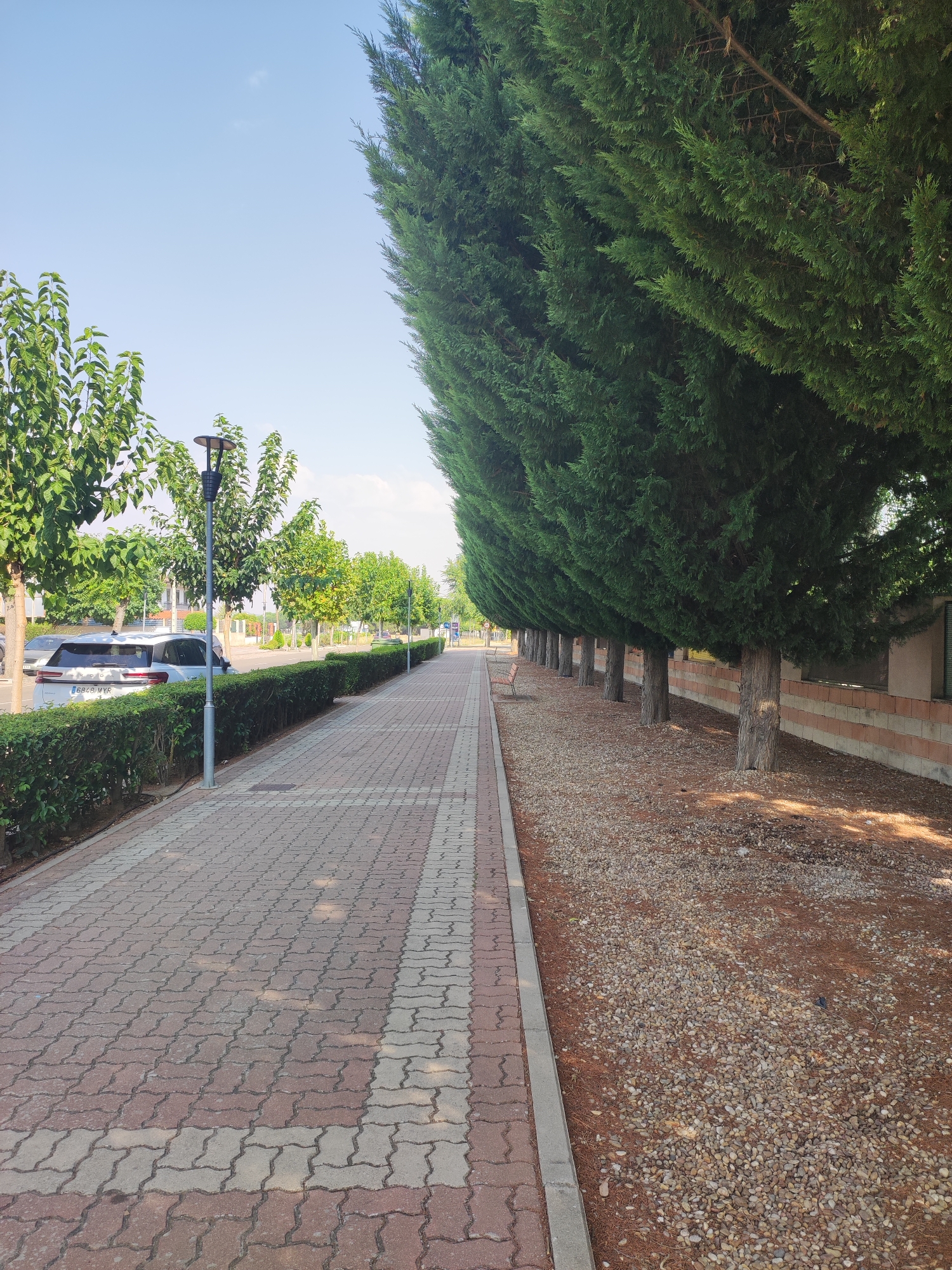 The image depicts a street scene in Traspinedo, Spain. A paved walkway, constructed with interlocking red and grey bricks, runs parallel to a manicured green hedge. To the right of the walkway, a row of tall cypress trees lines a gravel-covered area with scattered pine needles. Beyond the trees, a low wall made of beige bricks and a darker brown band is visible. On the left side of the walkway, a street with parked cars is partially visible, including a white SUV with the license plate "6B28 MYR". Several streetlights are spaced along the walkway. The sky is clear and blue, indicating a sunny day.