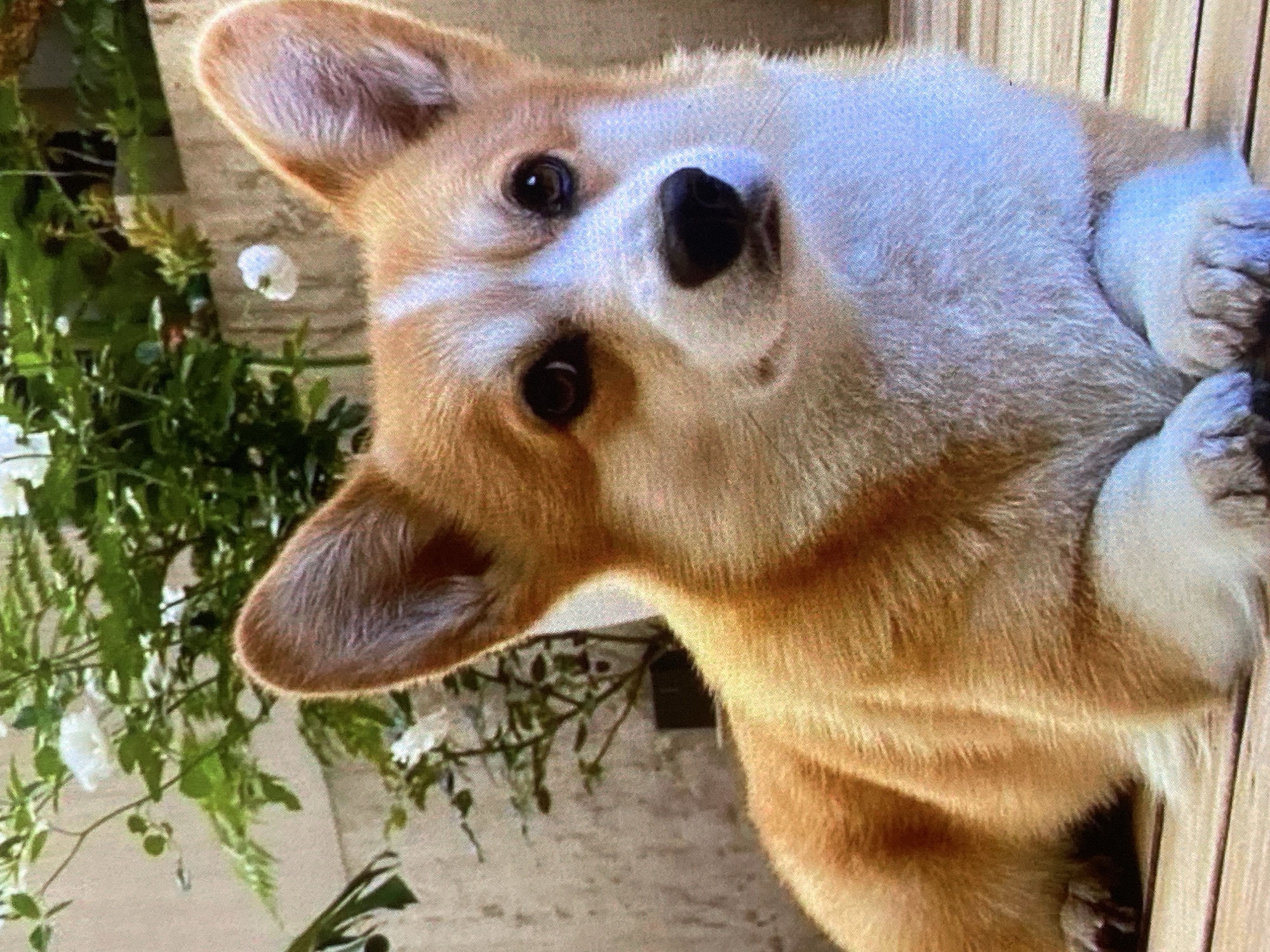 The image shows a close-up of a Pembroke Welsh Corgi dog lying on a wooden surface. The dog is primarily tan and white with distinct markings on its face. Its ears are perked up, and its eyes are dark and looking forward. In the background, there is greenery with white flowers and a concrete wall. The image does not provide any information or context related to the city of Ustyvytsia, Ukraine.