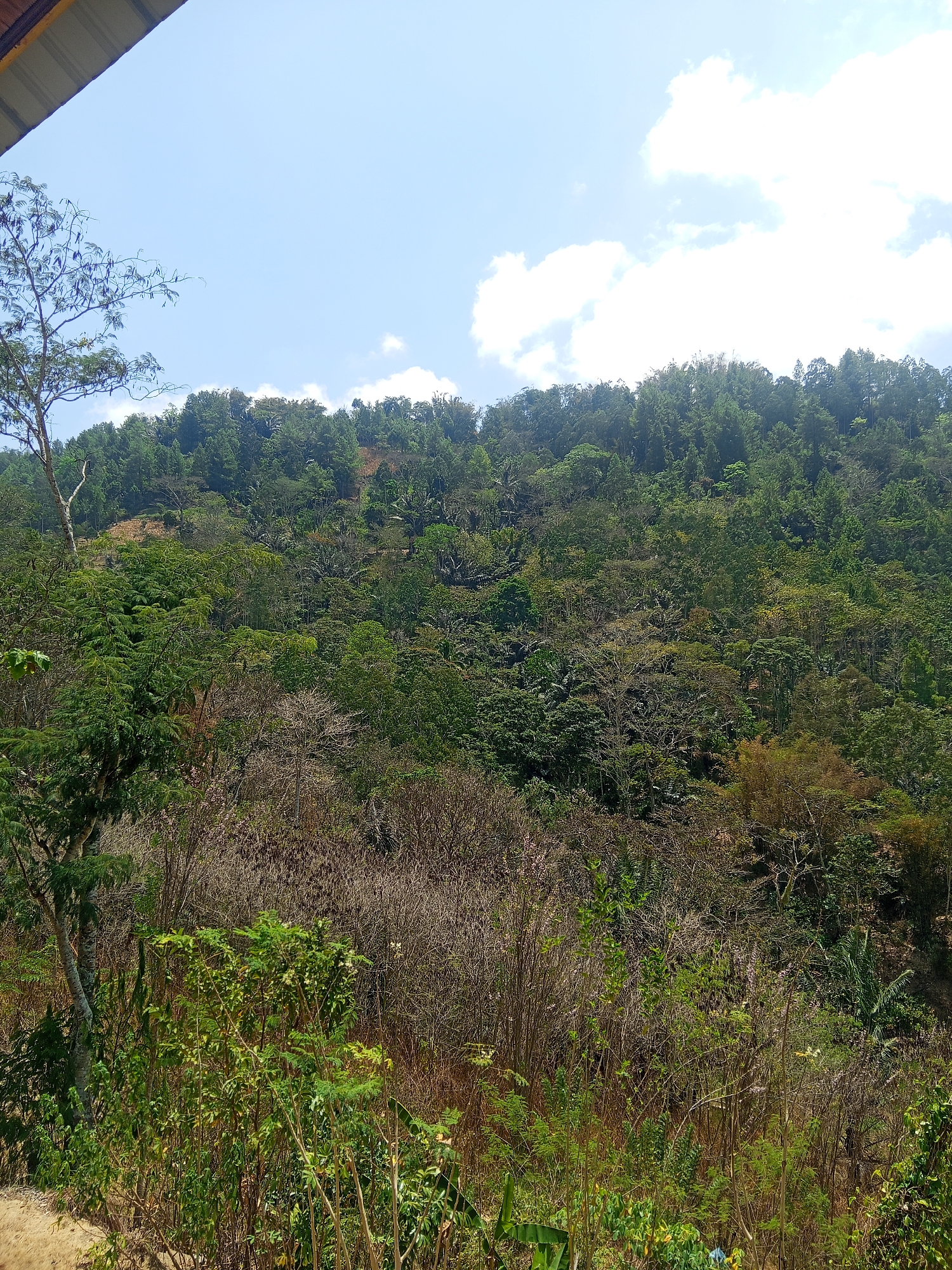 This is a medium-shot, eye-level, horizontal, outdoor photograph of a densely wooded hillside under a bright, partially cloudy sky. The foreground features an arrangement of green bushes and dry, brown vegetation, with a sandy patch of ground visible on the left. A tree with a light-colored trunk and dark branches stands on the far left. The middle ground and background are dominated by a steep hill covered in a variety of trees and foliage, with some areas appearing more sparse and dry than others. The sky is a light blue with scattered white clouds. The image captures a natural, undeveloped landscape characteristic of areas like Batu Papan, Indonesia, suggesting a rural or semi-rural environment.