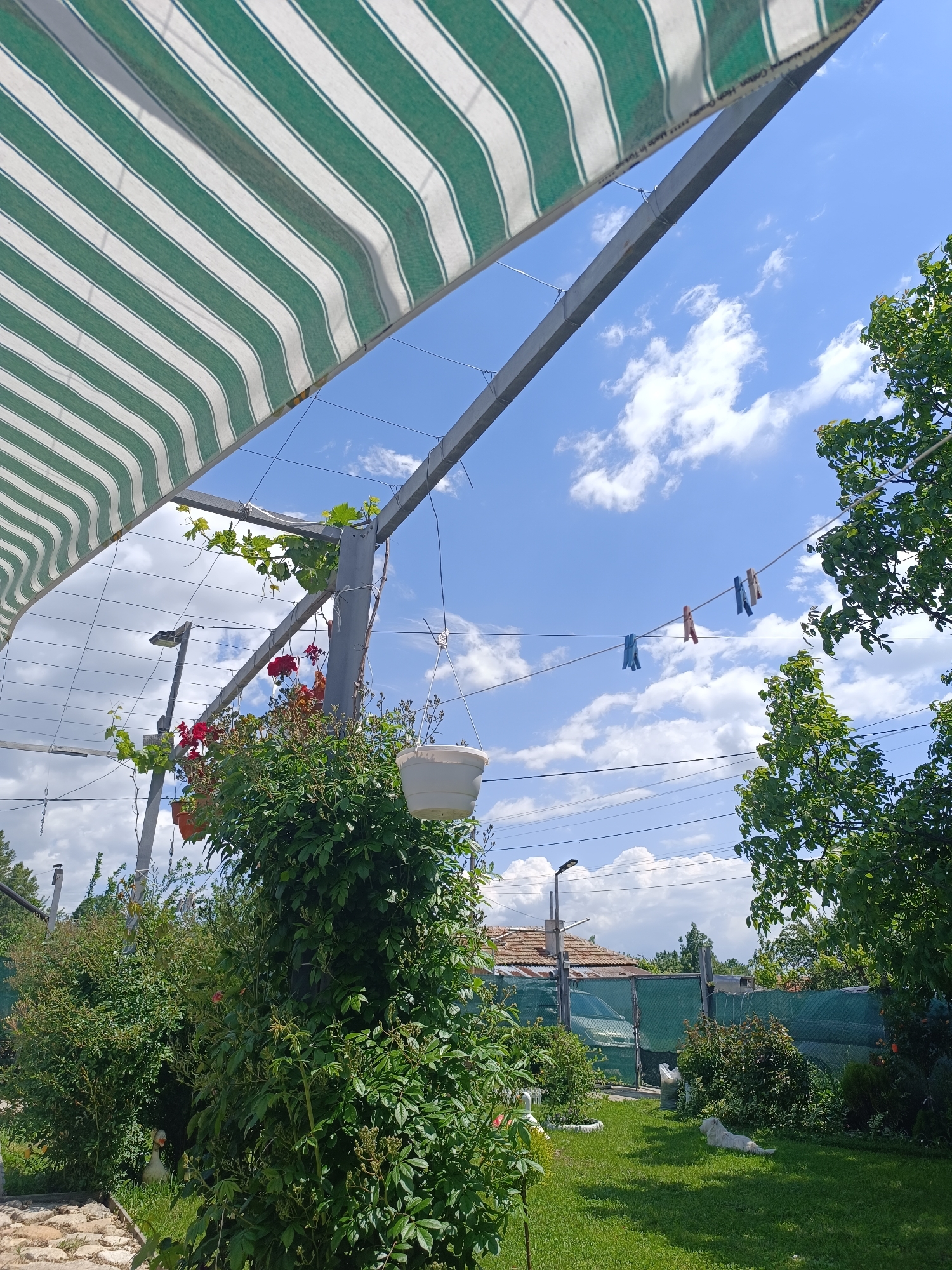 The scene is a garden in Iganovo, Bulgaria, under a partially striped awning. The sky is blue with scattered clouds. There are bushes and potted plants, including red flowers, near the awning's supporting structure. A clothesline with clothespins hangs in the background, along with visible power lines and street lights. A green fence encloses the property. A house with a tiled roof and a vehicle parked inside the fence can be seen. A white dog is lying on the grass. A stone pathway is visible on the left.