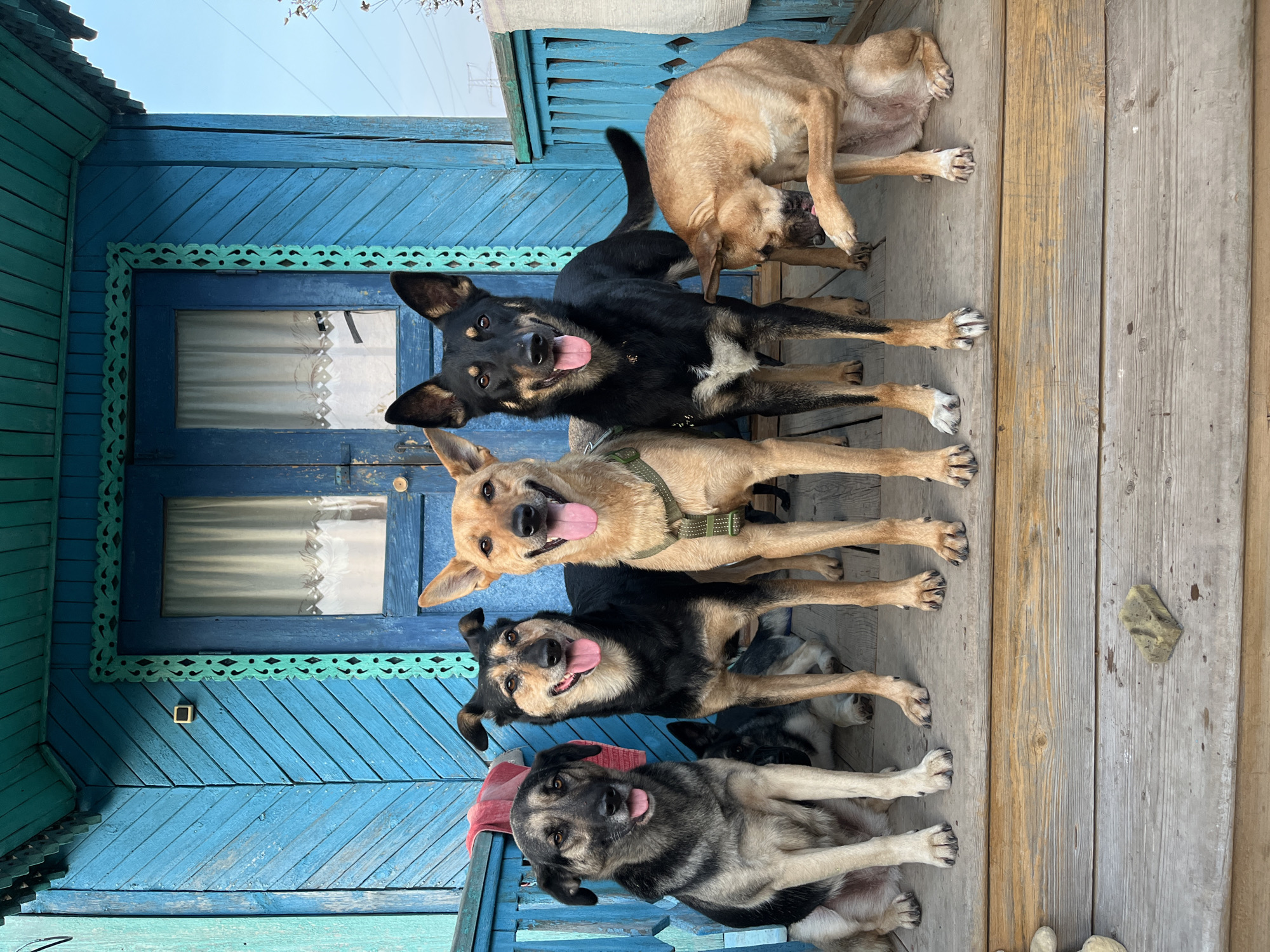 Five dogs are positioned on a wooden porch in front of a blue wooden house. The house has ornate green trim around the doorway. From left to right, a large gray and black dog is sitting. Next to it, a smaller black and tan dog is lying down. In the center, a medium-sized tan dog stands with its tongue out. To its right, a black and tan dog stands with its tongue out and a white patch on its chest. On the far right, a tan dog is sitting with its head down, licking its paw. The porch is made of weathered wooden planks. In the foreground, on the porch floor, is a rectangular sponge or cleaning object. The background shows a bright sky and some distant structures. The location is identified as Nizhny Tagil, Russia.