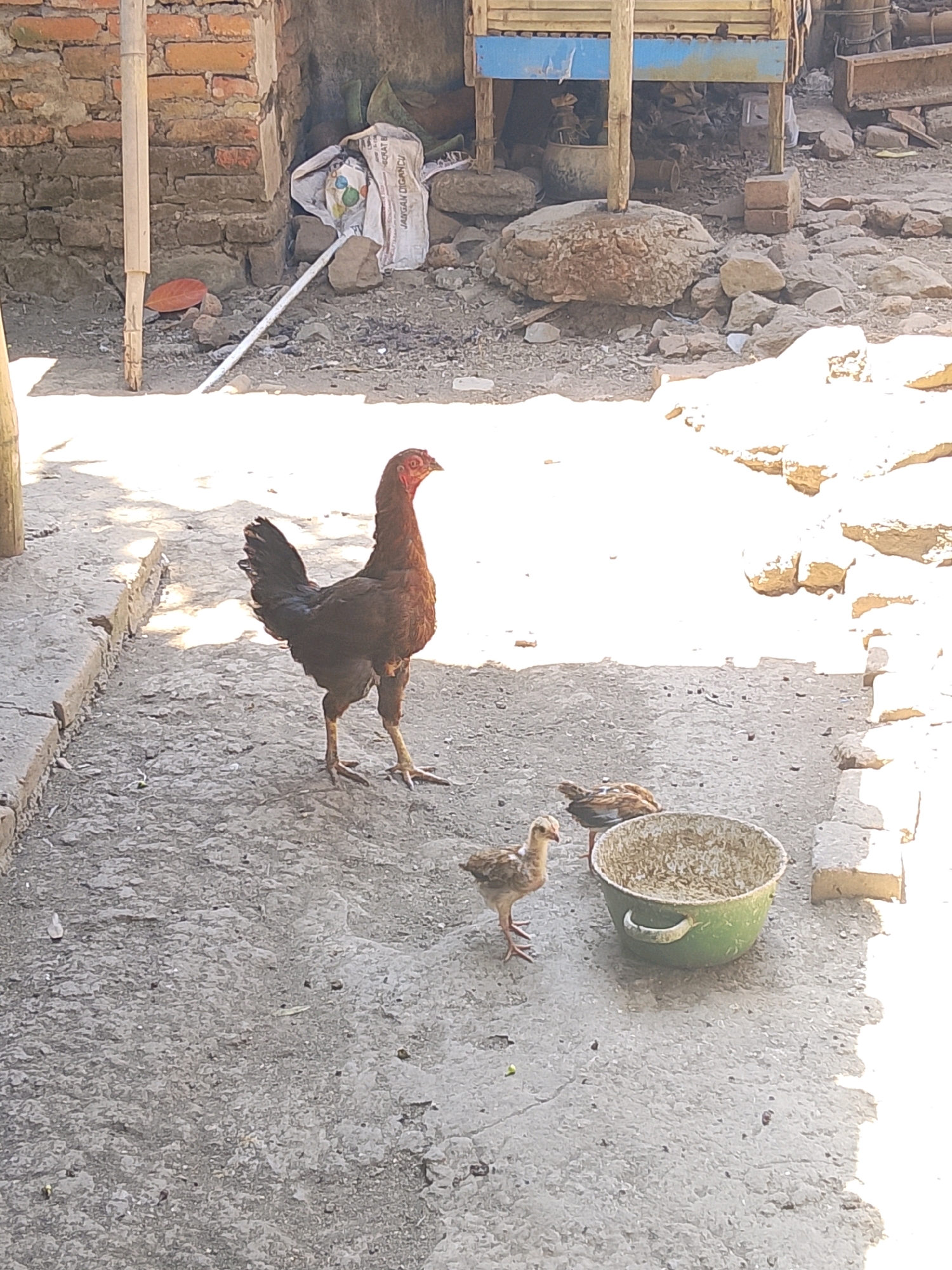 In an outdoor, possibly urban, environment with concrete ground and brick structures, a hen and two chicks are visible. The hen, a dark brown color with a reddish comb, stands prominently in the foreground. To its right and slightly behind, a light brown and white chick stands near a green, circular bowl filled with what appears to be grain. Another chick, mostly obscured by the hen, is also near the bowl. The background features a brick wall, rocks, and some debris, including a white bag. The lighting suggests it is daytime, with bright sunlight casting shadows on the ground.