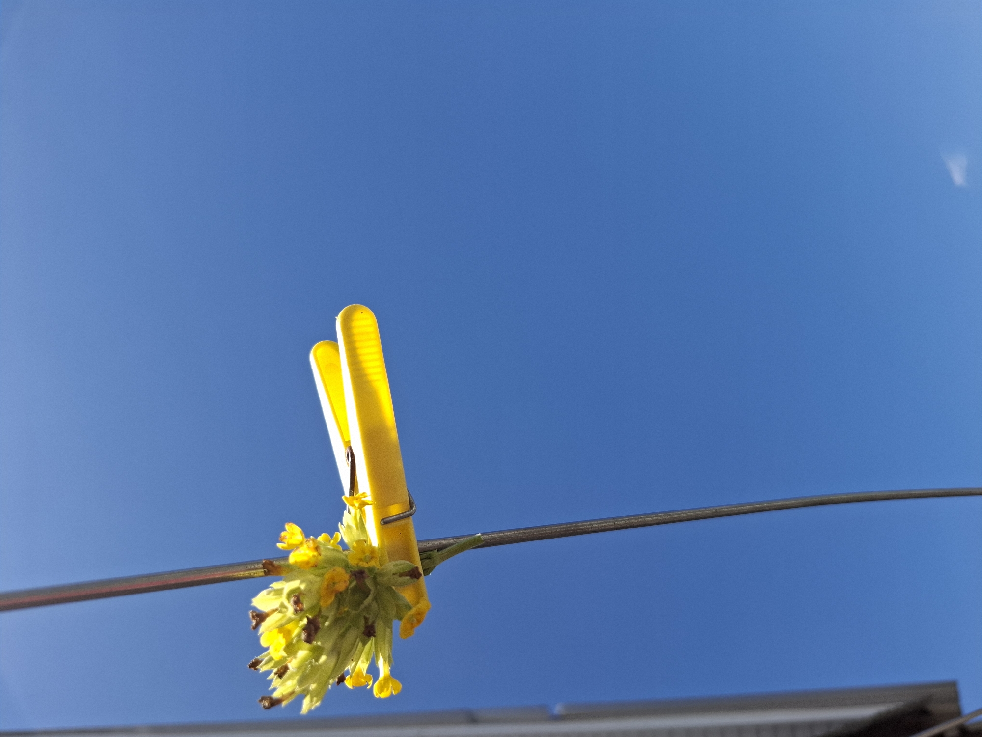 A low-angle, sunny outdoor shot depicts a cluster of yellow flowers held by a yellow clothespin on a thin, metallic line against a clear blue sky. The bottom edge of a building is visible in the lower part of the image. This image was taken in the city of Амзя, Russia.