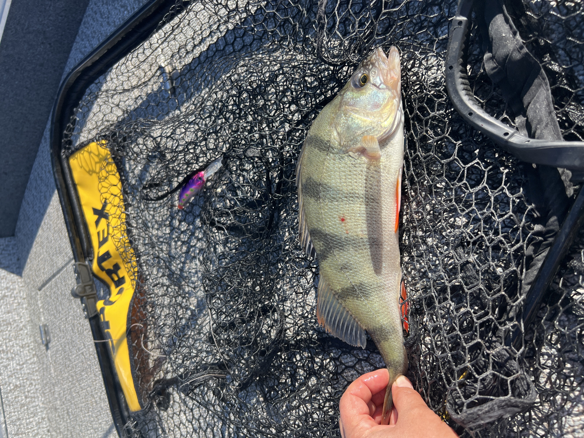 A hand is holding a fish that is lying on a black fishing net. The fish is light green with dark vertical stripes and an orange fin. There are also small red spots on its body. A purple and pink fishing lure is visible in the net, as well as part of a yellow and black object that appears to be a boat accessory. The background consists of the textured surface of a boat. The image is taken outdoors in bright sunlight. The location is the city of Novopichugovo, Russia.
