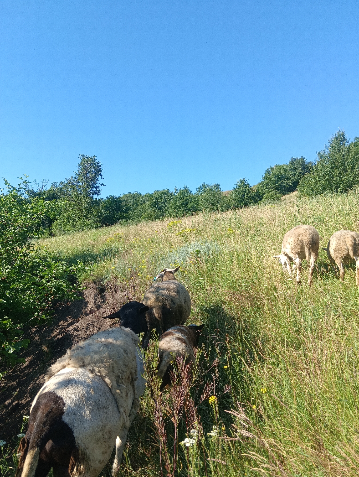 A flock of sheep grazes on a grassy hillside under a clear blue sky. The sheep, some with black faces and others entirely white or tan, are scattered across the slope. The foreground features a sheep with a white fleece and black markings on its hindquarters, facing away from the camera. To its left, a patch of dense green foliage, possibly bushes or trees, grows on a steeper incline. Further up the hill, more sheep are visible, some grazing while others appear to be moving. The background is dominated by a line of trees and a continuation of the grassy slope. The scene appears to be in a rural or natural setting, possibly a meadow or pasture.