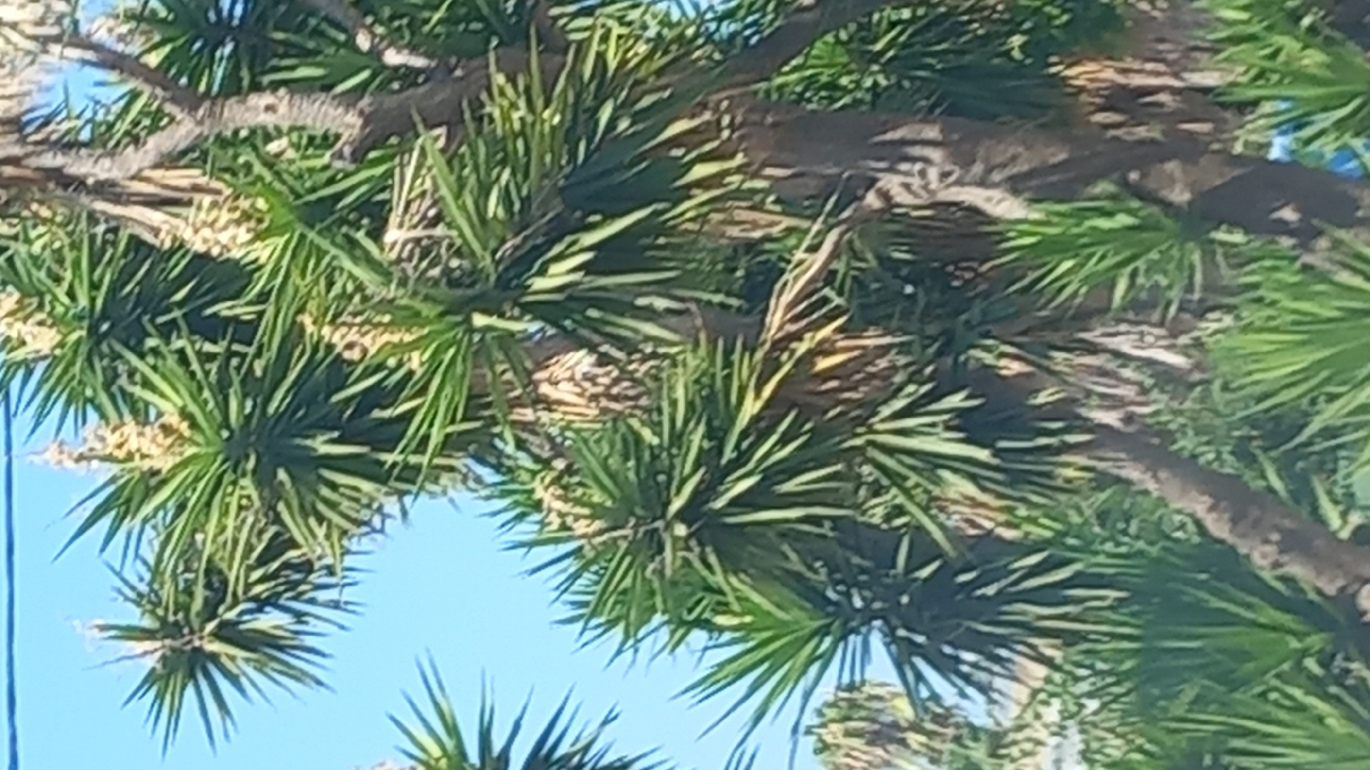 The image shows a close-up view of a Yucca tree against a clear blue sky. The Yucca tree has long, spiky green leaves clustered around its trunk, with some lighter-colored flower stalks emerging from the top. The trunk of the tree is rough and fibrous, with a slightly curved shape. In the background, more Yucca plants and other greenery are visible, suggesting an outdoor, possibly Mediterranean setting. The location is identified as Kos, Greece. No people or animals are present in the frame.