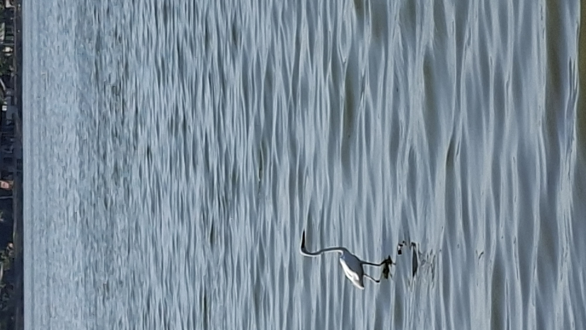 A white heron stands in the shallow water of the ocean, its long neck curved as it looks down at the water. The heron is facing left, its white plumage stark against the blue water. The water is rippled, with waves creating a textured surface. In the distance, a shoreline is visible with trees and buildings. The overall scene is peaceful and natural, suggesting a calm day by the sea. The location is the coast of Lhokseumawe, Indonesia.