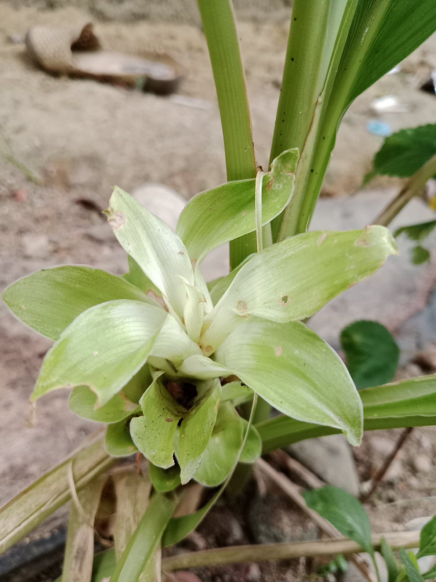 In Meunasahara, Indonesia, a close-up shot focuses on a light green flower with layered petals, likely a young turmeric flower bud. The bloom is situated among thick green stalks and leaves, some of which show small, scattered holes or blemishes, hinting at insect activity or minor damage. In the blurred background, a sandy or dirt-like ground surface is visible, with scattered stones and dried plant debris. A portion of a light-colored object, possibly a shoe or sandal, is also faintly discernible in the upper left background, adding a touch of human presence to the natural scene.