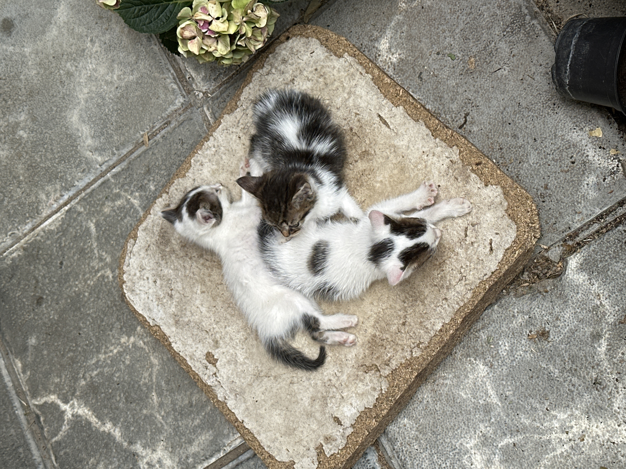 Three kittens are sleeping on a square-shaped, tan-colored mat with a rough edge. The mat is placed on a paved surface composed of gray tiles with crack-like patterns. To the upper left of the mat, there is a partially visible plant with green and light yellow flowers. A black plant pot is present to the right of the mat. The scene is set outdoors in what appears to be Mrachenik, Bulgaria.
