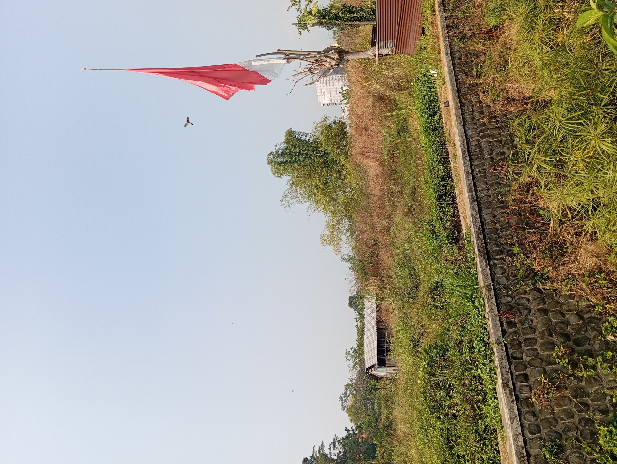 The image captures a rural landscape in Pandaan, Indonesia, under a clear, pale blue sky. A red and white flag, likely the Indonesian flag, is prominently displayed on a tall pole on the right side of the frame, partially obscured by a barren tree. In the distance, a building with a modern architectural style is visible, contrasting with the natural surroundings. The foreground features a stone wall, covered in green vegetation, acting as a boundary. Beyond the wall, a field of tall grass and dry vegetation stretches towards a small, rustic wooden shack situated amidst the greenery. The scene depicts a blend of natural elements and man-made structures, indicative of the outskirts of a town or village.