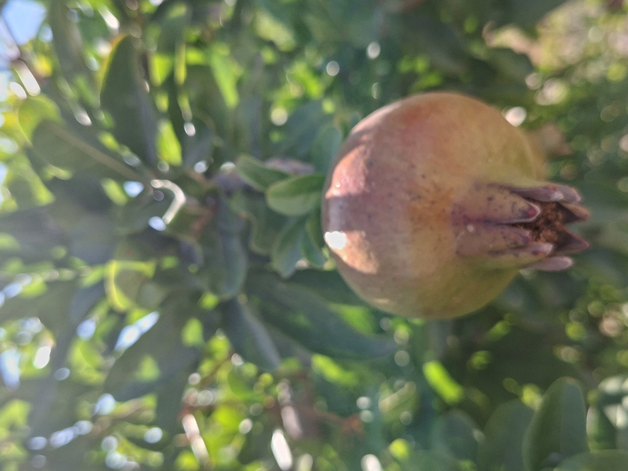 The image shows a close-up of a single pomegranate hanging from a tree branch. The pomegranate is round and plump, with a light brown and reddish-pink rind. It is positioned in the lower-middle section of the frame, with its stem pointing upwards. The background is a blur of green leaves and sunlight, suggesting an outdoor setting. The overall lighting is bright, with some areas of dappled sunlight creating bokeh effects. There are no people or any other discernible objects or actions in the image. The image does not provide any specific information to ascertain its location within Granja De Rocamora, Spain.