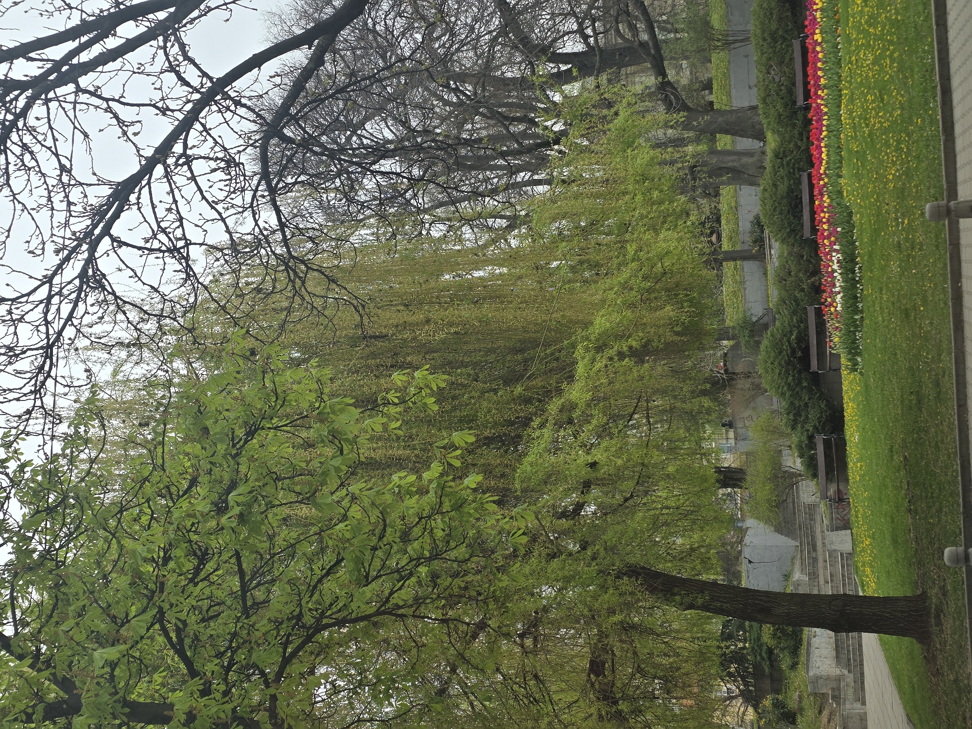 The image shows a park scene in Sofia, Bulgaria. The view is dominated by trees: a tree with fresh green leaves in the lower left, a willow tree with cascading green branches, and trees with bare branches in the background. A strip of grass with red and yellow flowers borders the park. Concrete steps and benches can be seen further into the park. The sky is overcast.