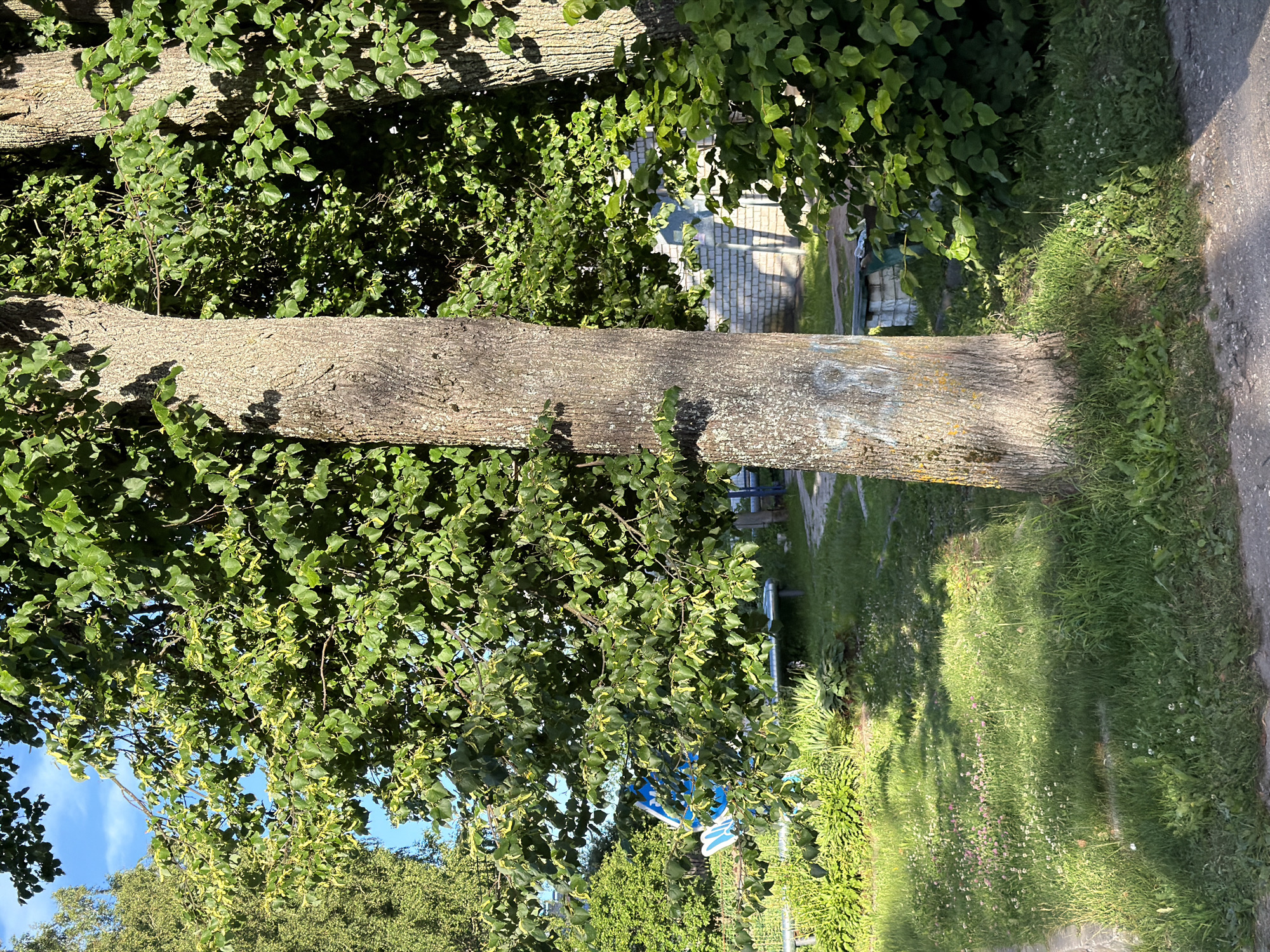 A sunlit outdoor scene features a mature tree with rough bark and green foliage prominently in the foreground. The tree has some light blue graffiti on its trunk. Behind the tree, a brick building with a sloped roof and windows is visible, partially obscured by more green foliage. In the middle ground, a paved path winds through a grassy area with scattered small white flowers. Two light-colored benches are situated along the path, with one appearing to be made of concrete blocks and metal. A blue sign with white markings is visible among the bushes to the left. The ground is covered in green grass and some patchy dirt. The sky above is clear blue with a few wispy clouds. The overall setting suggests a residential or park-like area. This scene is located in Moshenskoe, Russia.