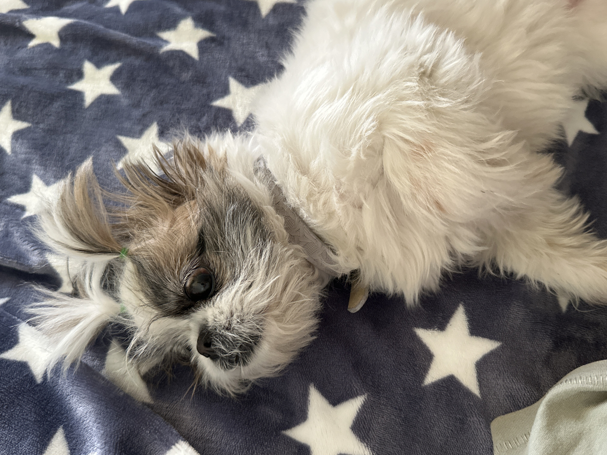 A small, long-haired dog, identified as a Shih Tzu or similar brachycephalic breed, is depicted lying on its side. The dog exhibits a multi-colored coat, predominantly white on its body, with patches of dark grey, black, and light brown/tan fur concentrated on its head and face. Its long head fur is styled into two small ponytails, secured with bright green elastic bands. The dog possesses dark, round eyes and a black nose. A light grey collar, featuring a subtle pattern and a small, light-colored tag or clip, is visible around its neck.
The dog is resting on a dark blue blanket or fabric adorned with a repeating pattern of white five-pointed stars. A fragment of a plain light green or grey fabric item is visible in the bottom-left corner of the frame. The scene is illuminated by soft, diffused lighting. The location of this scene is Batumi, Georgia.