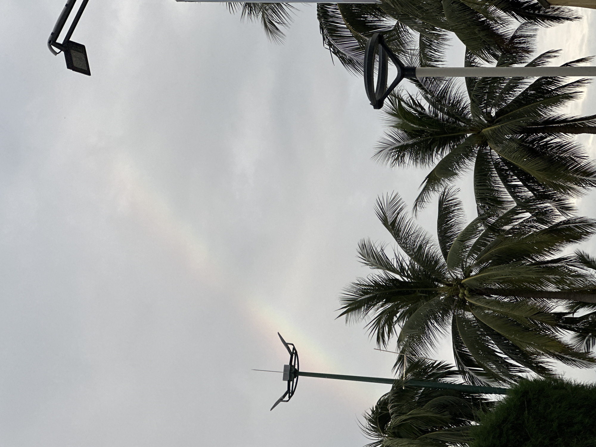 The image, originally rotated, offers an upward-looking perspective of an overcast sky framed by tropical vegetation and urban fixtures. When viewed upright, the scene is dominated by a light gray, cloudy sky. A faint, arc-shaped iridescent phenomenon, resembling a sun halo or circumhorizontal arc, is subtly visible across the middle-left portion of the sky, hinting at atmospheric ice crystals.
Several dark green palm trees with their fronds and some visible coconuts border the right side and bottom right corner of the frame. In the top left, a black, angular streetlight fixture is attached to a pole. A prominent light-colored pole stands upright on the right, topped with a distinctive circular, dark gray structure that features smaller blade-like extensions, possibly a decorative light or an antenna. Another similar pole is partially visible lower on the right. Dark green, dense shrubbery fills the very bottom right corner.
The lighting is diffused, typical of an overcast daytime, likely late morning or afternoon due to the presence of the optical phenomenon. No specific activity or visible text is present. The tropical palm trees and street furniture are consistent with the location context of Nha Trang Ward, Vietnam.