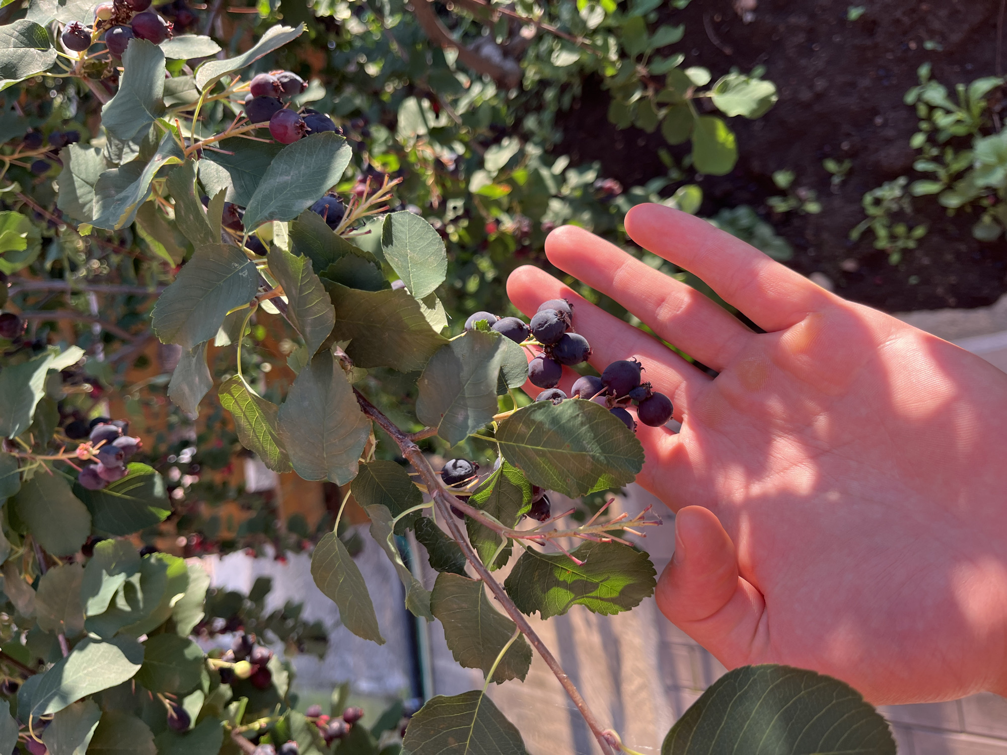 A hand, with the palm facing upwards and fingers curled, is in the foreground of the image, illuminated by sunlight. The hand is gently touching a branch laden with dark, round berries that are clustered together. The berries are a deep purple-blue color. The branch is surrounded by green leaves, some of which are catching the sunlight, creating dappled patterns on the hand. In the background, more of the berry-laden branches and green foliage are visible, suggesting a bush or tree. The environment appears to be outdoors, with hints of a paved surface in the lower left corner and dark soil with small green plants in the lower right. The lighting suggests it is daytime, with the sun casting shadows. The location is unknown.