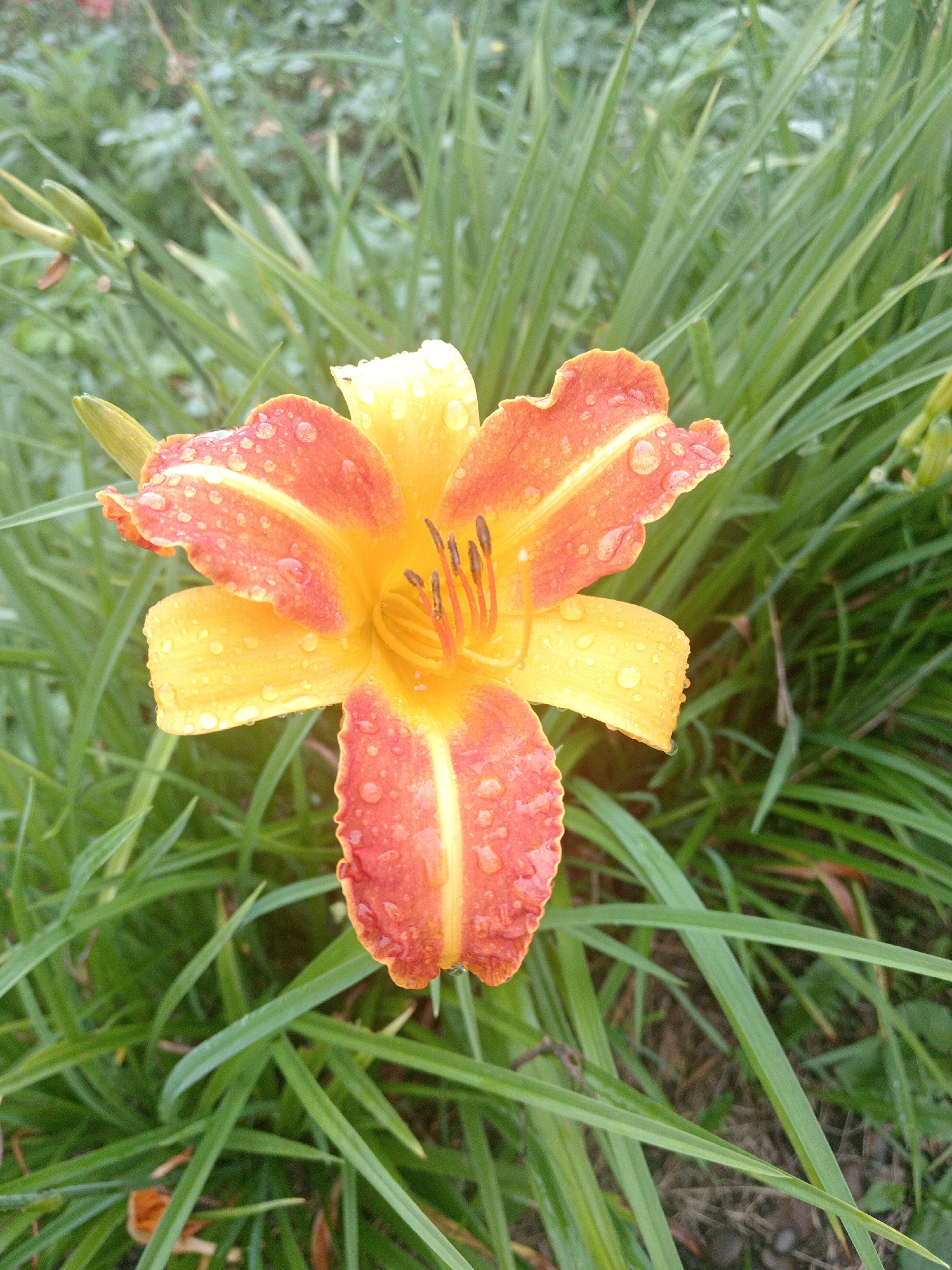 A close-up, vertical shot captures a vibrant orange and yellow daylily in full bloom, its petals glistening with numerous water droplets, indicating recent rain or dew. The flower is centrally positioned against a backdrop of lush, green grass, which appears slightly blurred due to the shallow depth of field, drawing the viewer's eye to the intricate details of the lily. The lighting suggests it is daytime, with soft, diffused light highlighting the textures and colors of the flower and foliage. The environment is natural, likely a garden or a park, devoid of any human presence or artificial structures. The image is devoid of any specific geographical markers to pinpoint its location within Novopokrovka, Russia.