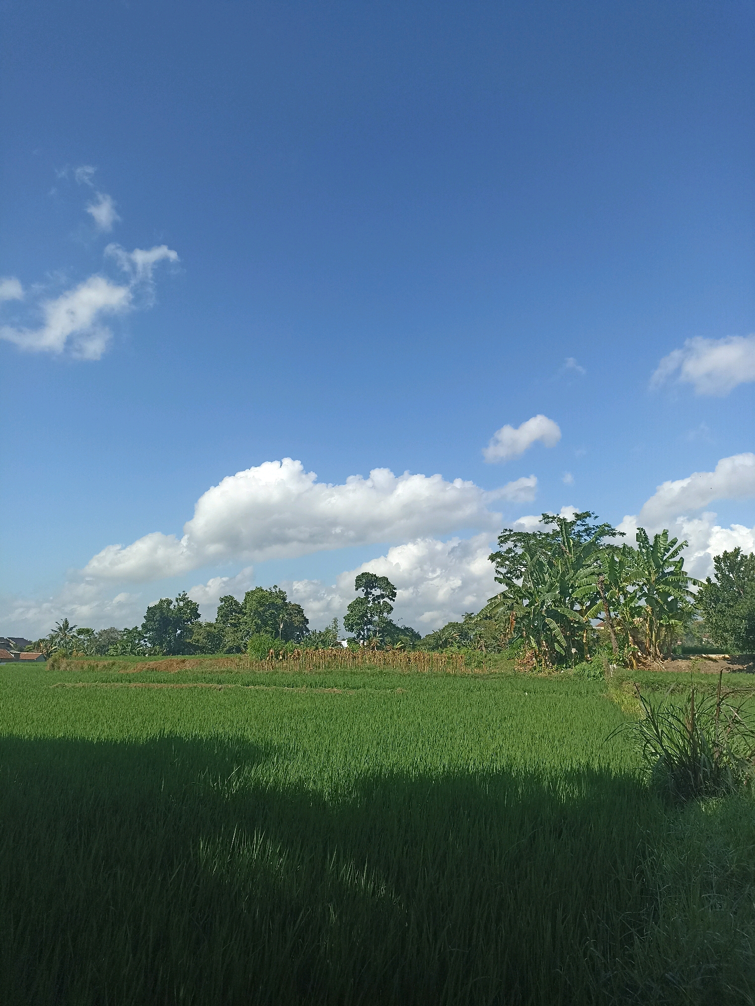 An outdoor, eye-level, vertical shot captures a lush green rice field under a bright blue sky with scattered white clouds. The foreground is dominated by the verdant rice paddies, with a distinct shadow cast across the lower left portion of the field, suggesting the sun is to the right and slightly behind the viewer. In the mid-ground, a line of trees and vegetation forms a natural border, with some taller trees, including what appear to be banana trees, standing out amongst the foliage. Beyond the vegetation, glimpses of buildings and more distant trees can be seen, hinting at a rural or semi-rural setting. The overall impression is one of natural beauty and tranquility, possibly depicting the landscape of Mojopanggung, Indonesia, given the characteristic tropical vegetation and cultivated fields.