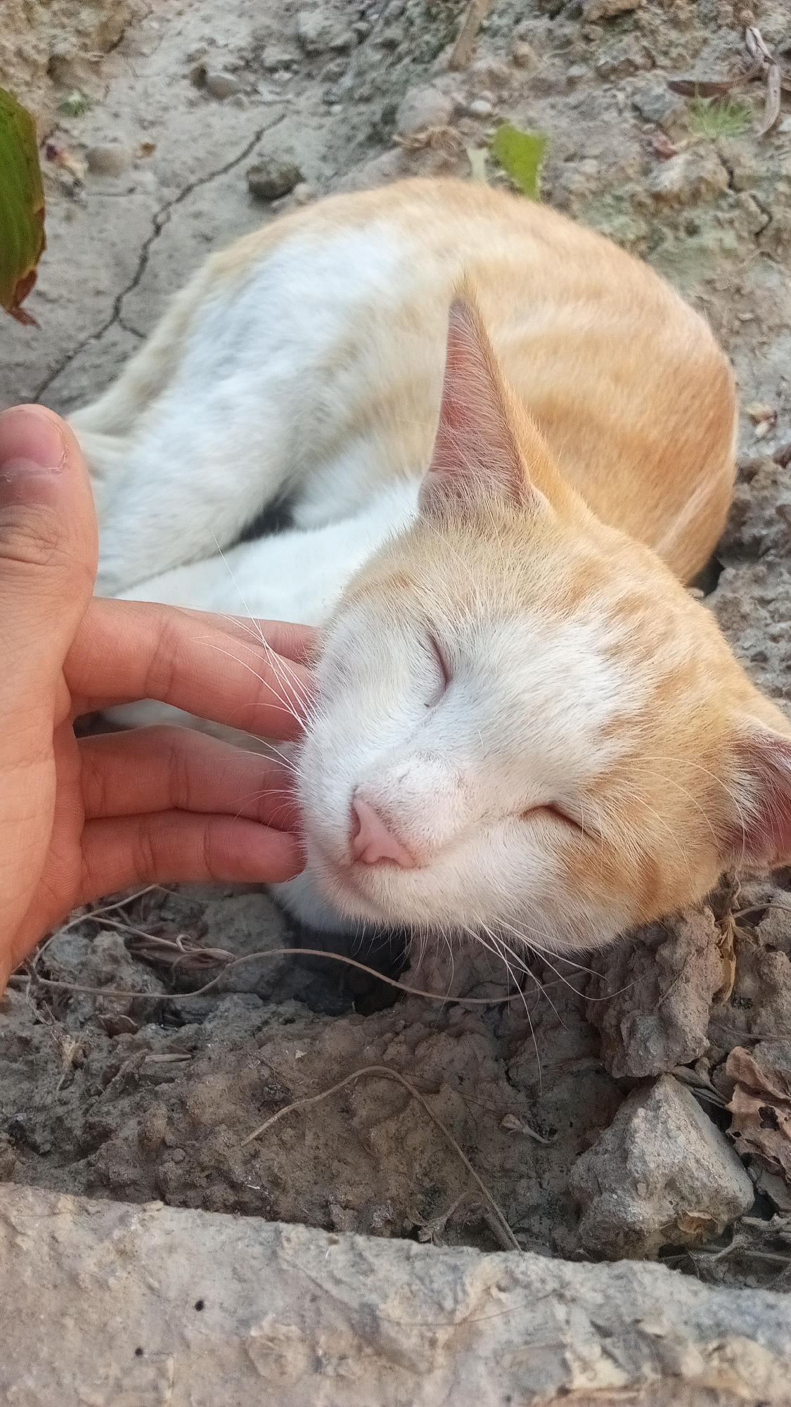A person's hand is gently stroking the head of a light orange and white cat. The cat is lying down with its eyes closed, appearing relaxed and content. The cat's fur is short and appears soft. The scene is outdoors, with the cat resting on dry, cracked earth and small stones. There are a few dry leaves visible on the ground. A green leaf is visible in the upper left corner of the image. The image appears to be taken in a natural or undeveloped area. No specific city or location is identifiable in the image.