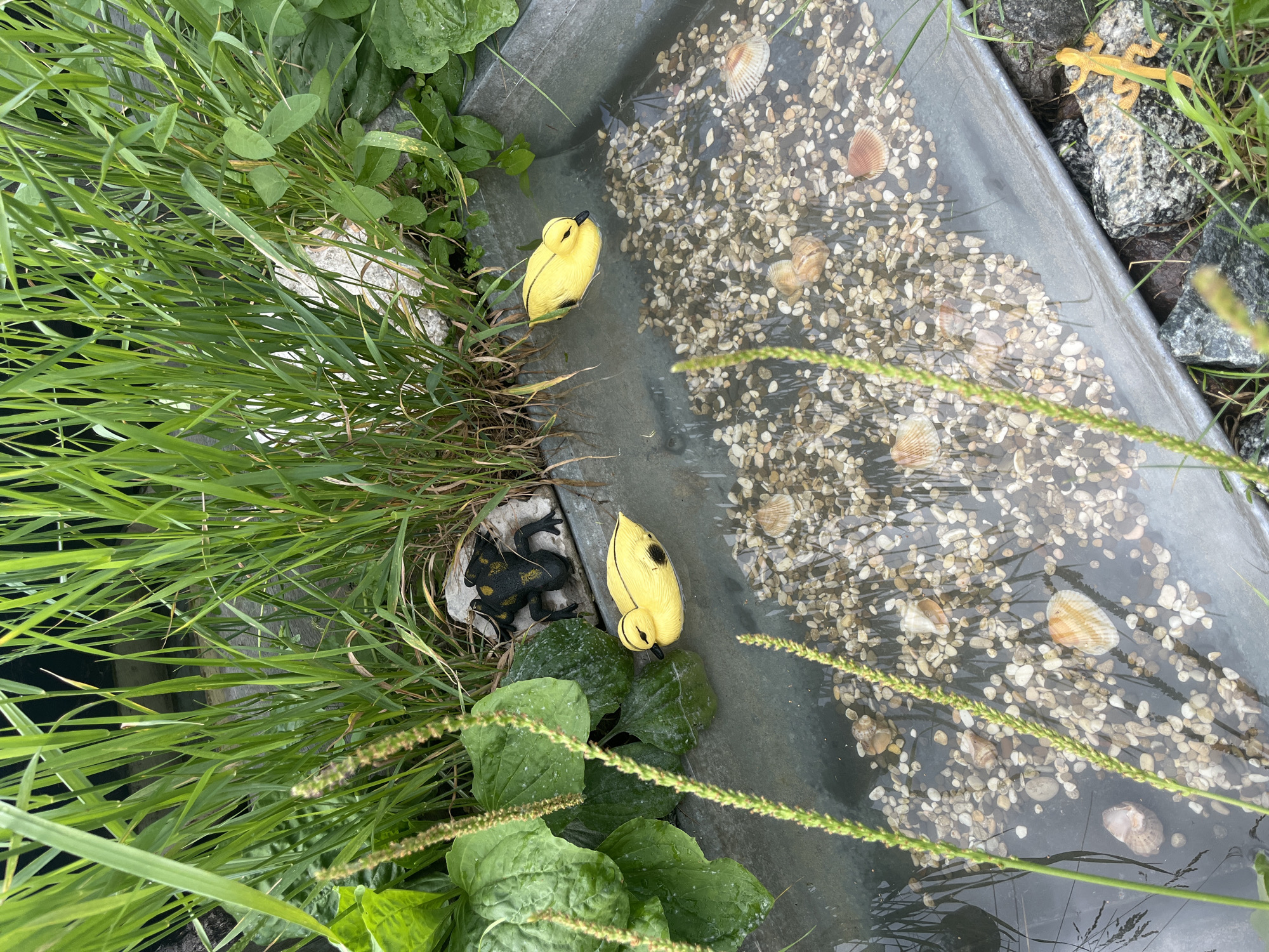 The image depicts a shallow, galvanized metal trough filled with water, pebbles, and seashells. Two yellow toy ducks are floating in the water. To the left, lush green grass and broad green leaves are visible, some with water droplets. A black toy frog with yellow spots sits on a rock behind the plants. The trough is partially submerged in what appears to be a natural outdoor setting, with rocks and more grass surrounding it. The overall impression is of a small, decorative water feature or garden ornament. The location is specified as Сухринское, Russia.