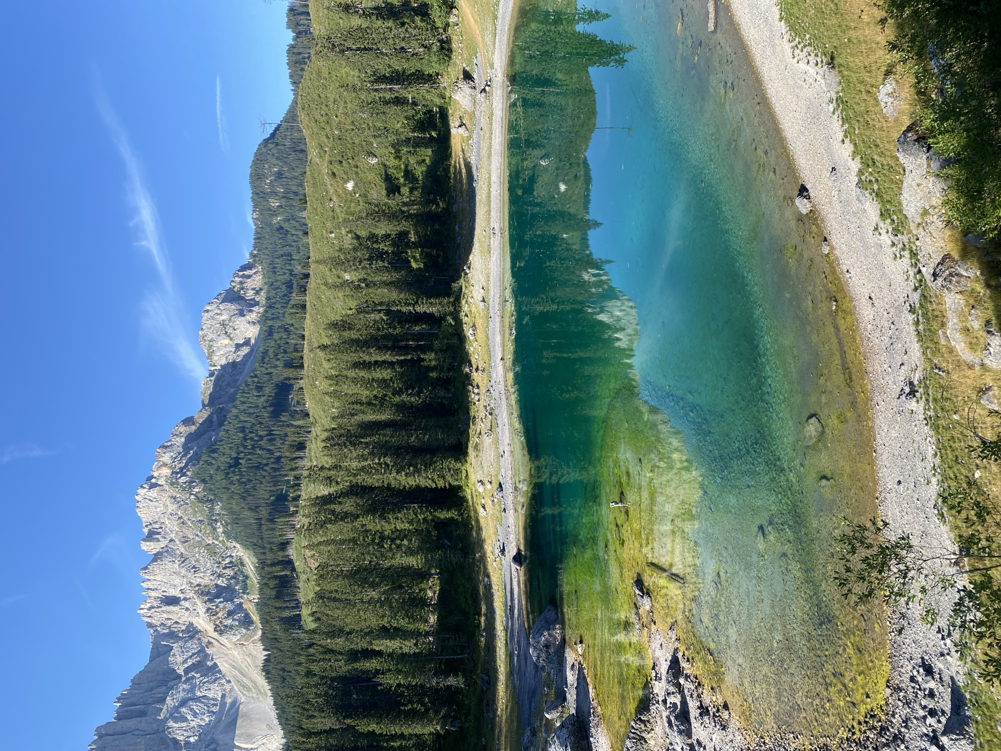 The image depicts Lago di Carezza, also known as Karersee, located in the municipality of Welschnofen - Nova Levante, Italy. The foreground features the crystal-clear waters of the lake, with its shallow edges revealing a rocky and gravelly bottom with patches of yellow-green algae. A small, leafless tree with thin branches grows from the grassy bank on the lower left. The lake's surface reflects the surrounding environment. In the mid-ground, a dense forest of evergreen trees lines the edge of the lake and extends up the slopes of the mountains. The background is dominated by a dramatic mountain range with jagged, grey peaks, illuminated by bright sunlight. The sky above is a clear, vibrant blue with a few wispy white clouds. The overall scene is a serene and picturesque natural landscape.