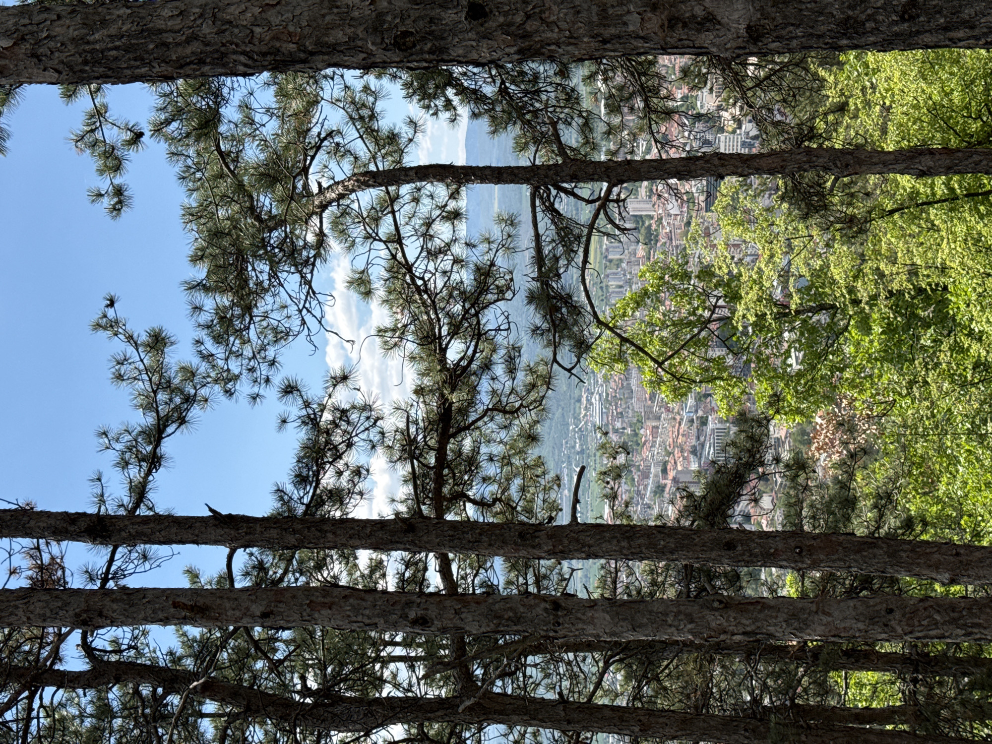 The image depicts a view of Blagoevgrad, Bulgaria, seen through a frame of pine trees. The foreground is dominated by the trunks and branches of the trees, which create a sense of depth and enclosure. In the middle ground, the city unfolds with a mix of residential and commercial buildings. In the background, there are mountains in the distance under a blue sky with some clouds. To the right of the city in the middle ground is lush green foliage from other trees.