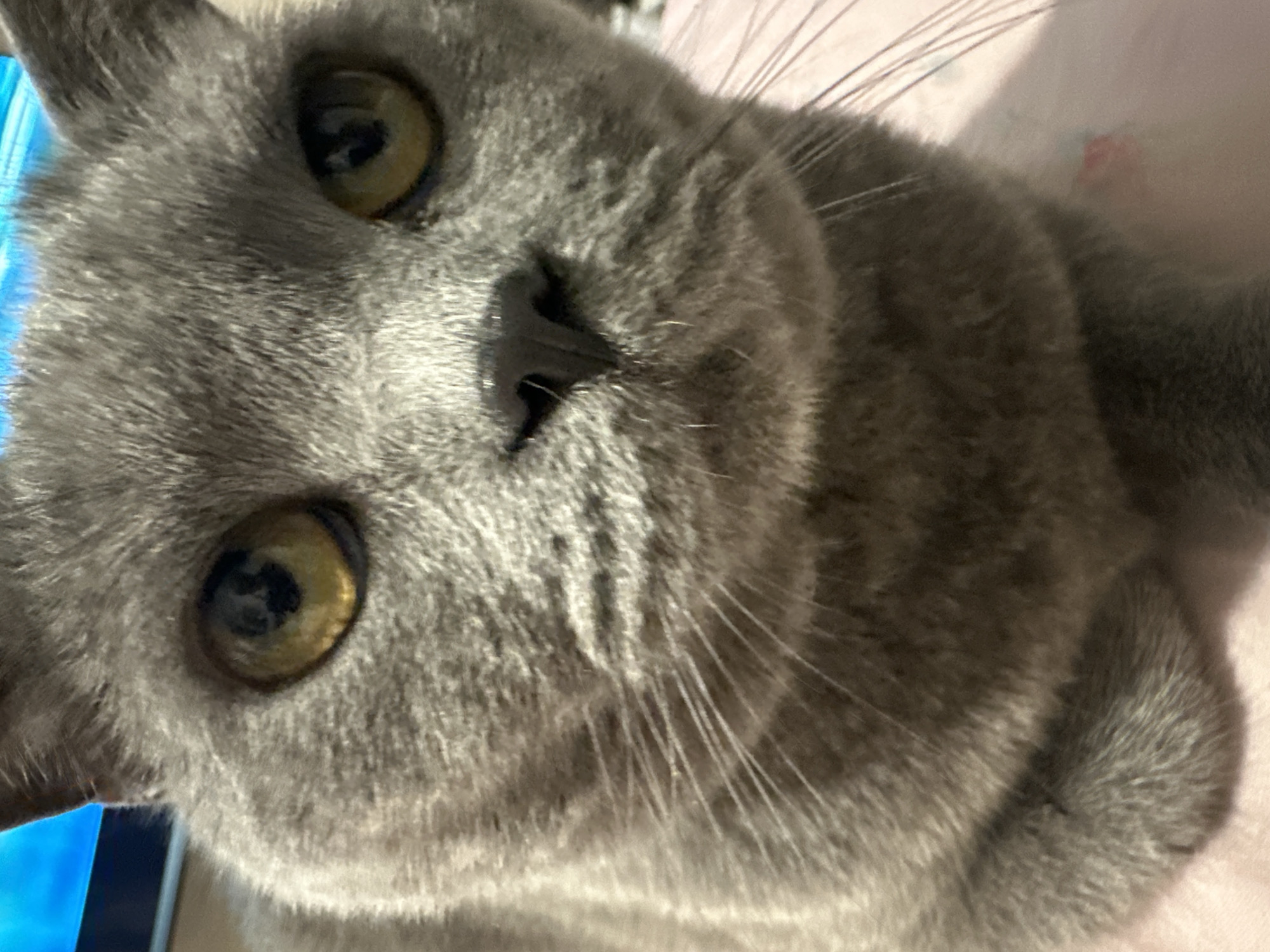 A close-up, low-angle shot shows the face of a grey British Shorthair cat. The cat has large, round, amber eyes with black pupils. Its nose is dark grey and triangular, and long white whiskers extend from its muzzle. The fur is short and dense, with lighter grey tabby markings visible on its face and body. The background is out of focus, but appears to be indoors, with a blurred blue object on the left and a pinkish surface beneath the cat. The image is well-lit, with the focus sharp on the cat's face. The location is not specified to be in the city of Perm, Russia.