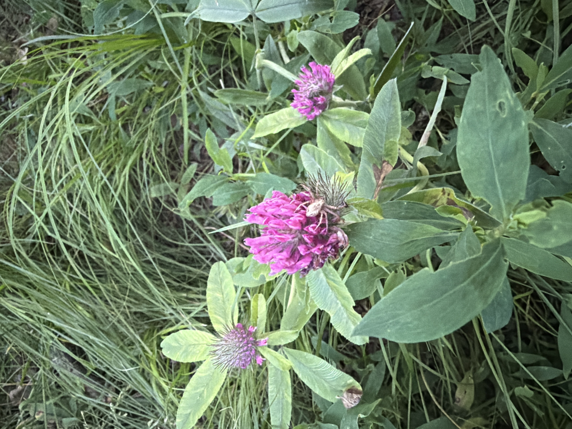 The image shows a close-up view of several red clover flowers (Trifolium pratense) growing amongst green grass and foliage. The flowers are vibrant pinkish-purple and have a distinctive spherical shape. Some of the leaves are visible, with a characteristic three-leaflet arrangement and some markings. The background consists of dense, out-of-focus green grasses and other plants, suggesting a natural or semi-natural setting. The lighting appears to be natural daylight, casting soft shadows. There is no indication of any specific location within the city of Irpin, Ukraine, nor are there any people, actions, or interactions depicted in the scene. The image is a botanical study of the clover flowers and their immediate environment.