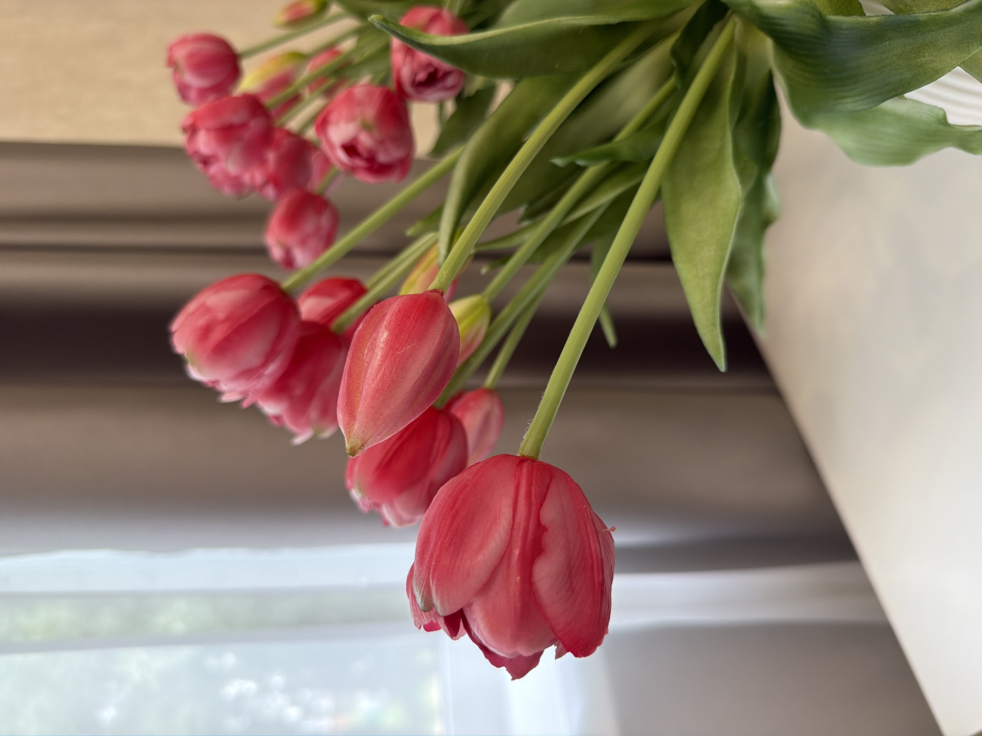 A close-up, eye-level shot shows a bouquet of pink tulips with green stems and leaves, arranged in a white vase. The tulips are positioned on the right side of the frame, with the closest one in the foreground slightly to the left. The background features a sheer white curtain on the left and a dark brown curtain on the right, suggesting an indoor setting, possibly near a window. The tulips are vibrant and in focus, with delicate veins visible on their petals. The leaves are a lush green and some are slightly curled. The overall lighting is soft, creating a gentle atmosphere. The scene is set on a white surface, likely a table.