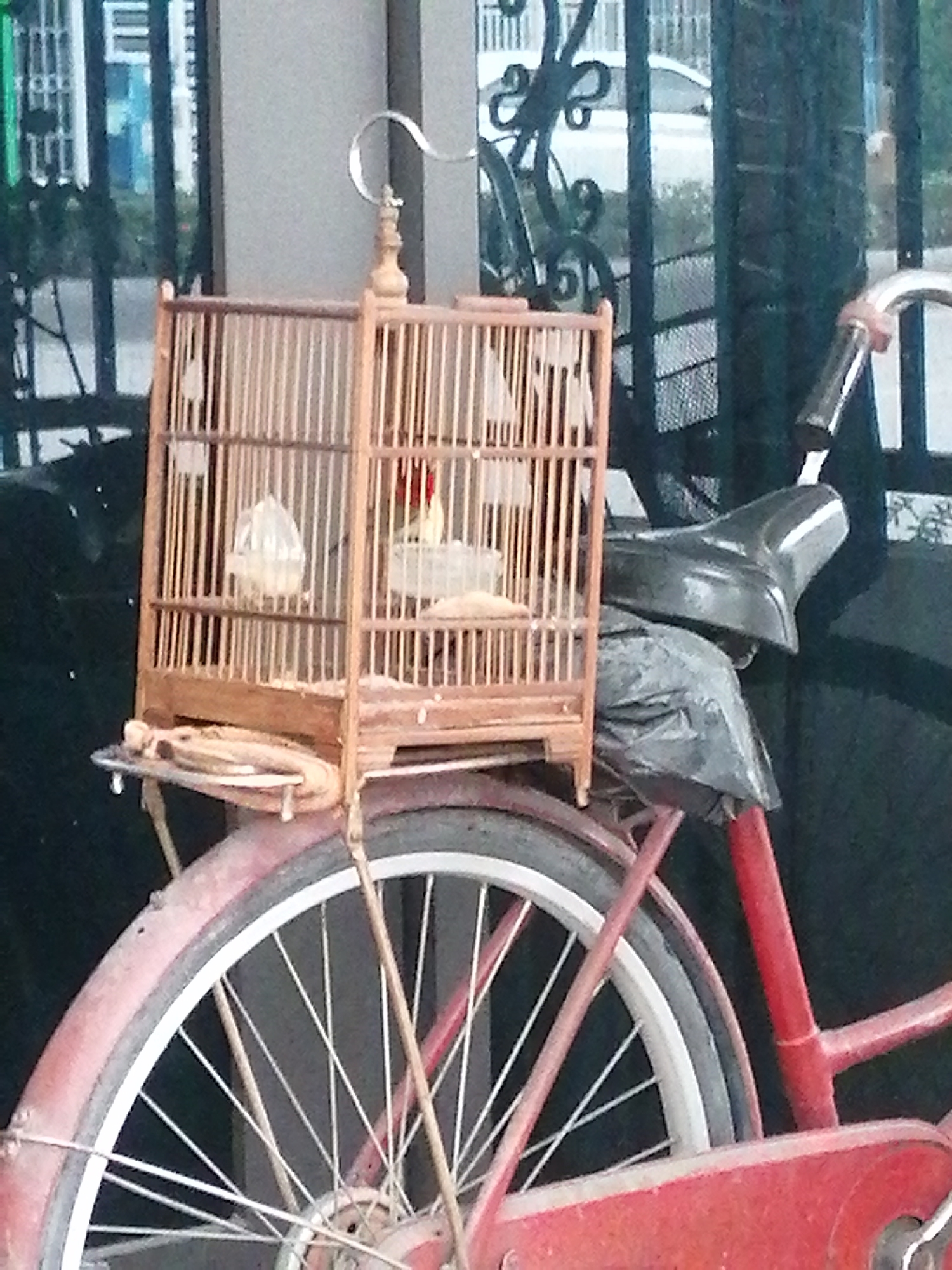 The image features a red bicycle with a wooden birdcage securely mounted on its rear rack, captured in an outdoor setting, likely in Ha Tu Ward, Vietnam. Inside the ornate wooden cage, a small bird with faint red markings is visible, along with small plastic containers for food or water. The birdcage is distinguished by a decorative, curled metal hook at its apex.
The bicycle appears to be an older model, featuring a black seat that is partially covered with a dark plastic bag. The rear wheel and its red fender are prominent, showcasing white spokes. The background is blurred, revealing a dark metal fence or gate. Beyond the fence, indistinct forms of buildings and a white car can be vaguely seen, suggesting an urban or suburban environment.
The lighting indicates it is daytime. The scene depicts a common cultural practice in Vietnam where pet birds are often transported by bicycle, possibly for leisure, sale, or participation in bird singing competitions. No people are visible in the photograph, and there is no discernible text. The image's focus is on the unique combination of the bicycle and the carefully transported birdcage.