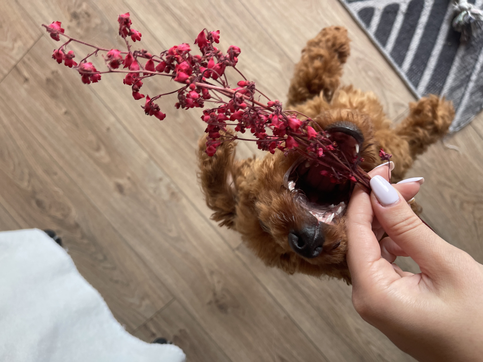 A brown poodle dog is on its back on a light brown wood floor. A hand with light purple nail polish holds a spray of small red flowers near the dog's mouth. The dog has its mouth open as if about to take the flowers. Part of a gray and white striped rug is visible in the background. A white rug is partially visible in the foreground. This image does not provide enough context to determine a specific location within Sofia, Bulgaria.