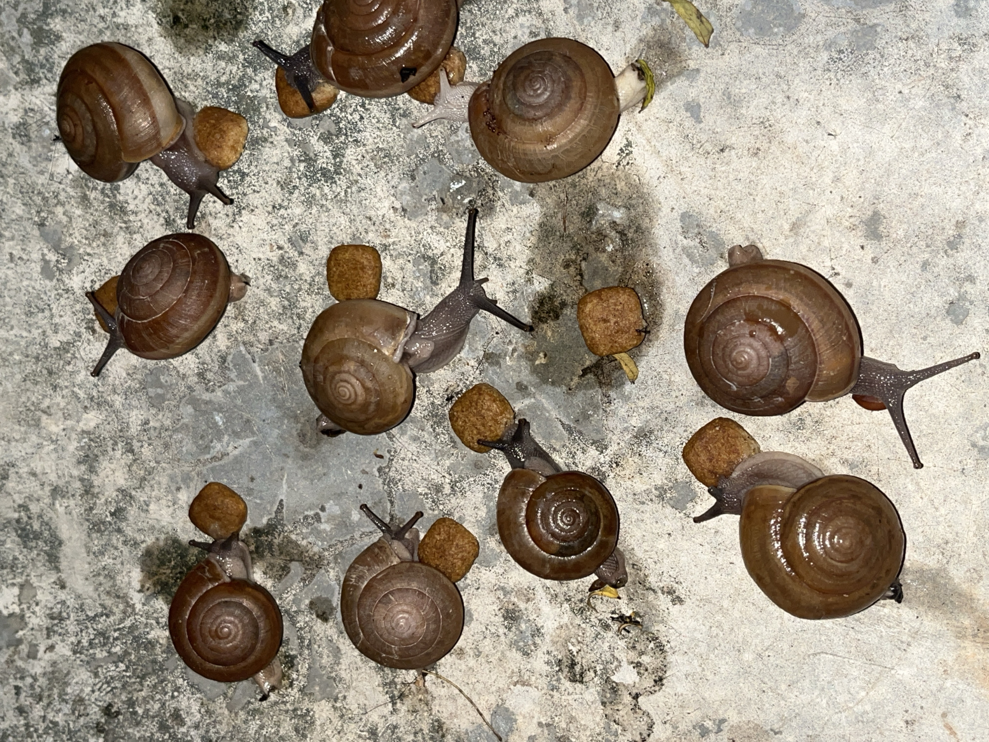 In the village of Koh Phangan, Thailand, a cluster of approximately eleven snails are gathered on a rough, concrete surface. Each snail has a brown, spiral shell and is in various stages of movement, some extending their heads and antennae. Several small, square, brown objects, possibly food pellets, are scattered amongst the snails, with some snails appearing to interact with these objects. The concrete surface shows signs of wear and contains some patches of dirt and possibly moisture. The lighting suggests it is either dusk or night.