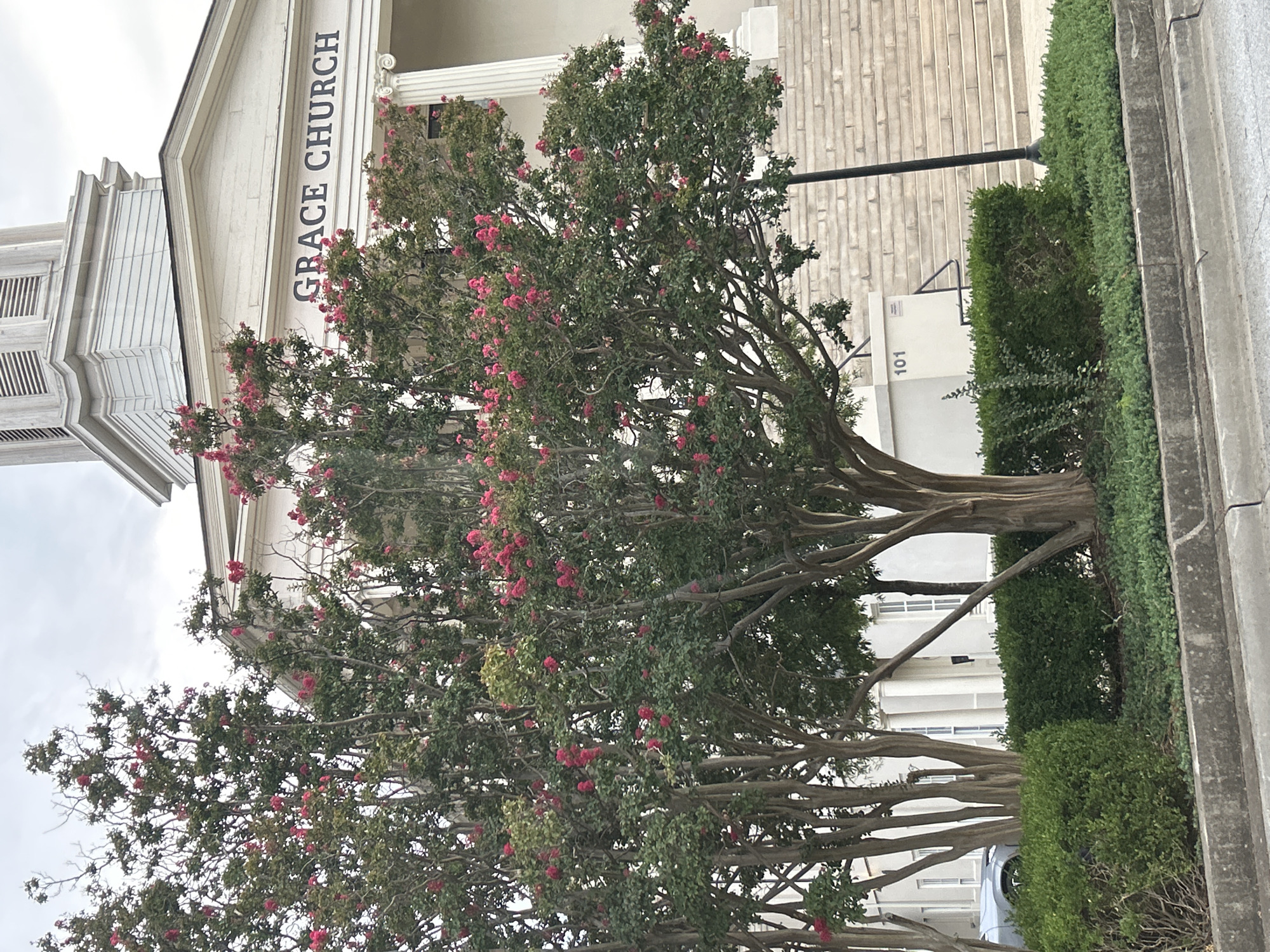 In an outdoor, slightly overcast scene, the "GRACE CHURCH" building is prominently visible. The architecture features classical elements, including a pediment above the entrance and columns. In front of the building, several crepe myrtle trees with vibrant pink blossoms are in full bloom. The trees are varied in size, with one larger, central tree showcasing its intricate branches and abundant flowers. Behind the trees, a set of wide, stone stairs leads up to the church entrance. A black lamppost stands to the right of the stairs. The ground level features manicured green bushes and ground cover. A portion of a silver car is visible to the far left, partially obscured by the trees. A concrete curb and street are in the foreground. The building appears to be a public or institutional structure.