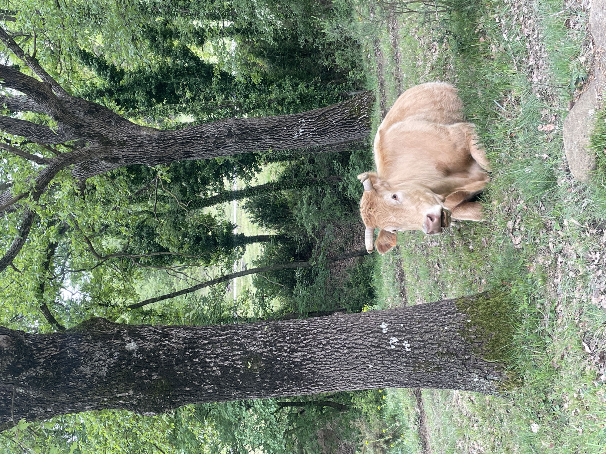 A light-brown cow rests on a grassy area amidst trees. The location is Tavertet, Spain. Two large trees with textured bark dominate the scene. The trees are surrounded by greenery and other plants. The cow is lying down, facing the viewer. The foreground includes grass and foliage. A patch of bright foliage is visible in the background.