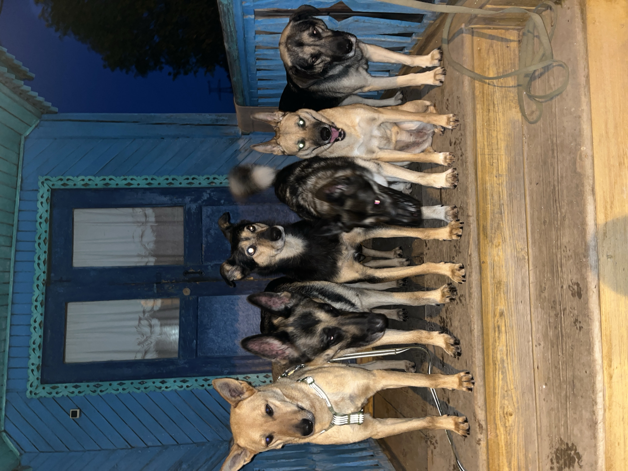 The image shows a group of five dogs lined up on a wooden porch in front of a blue wooden house. The dogs are of various breeds and colors, with one dog wearing a collar. The porch has a railing, and a green leash is visible on the porch. The background shows a blue wooden door with windows and decorative trim. The scene appears to be outdoors, with a dark sky suggesting it is either evening or night. The dogs are looking in different directions, and some appear to be panting, which might indicate they are hot or excited. The overall mood of the image is casual and domestic. The location context suggests this scene is in Nizhny Tagil, Russia. There is no visible text in the image.