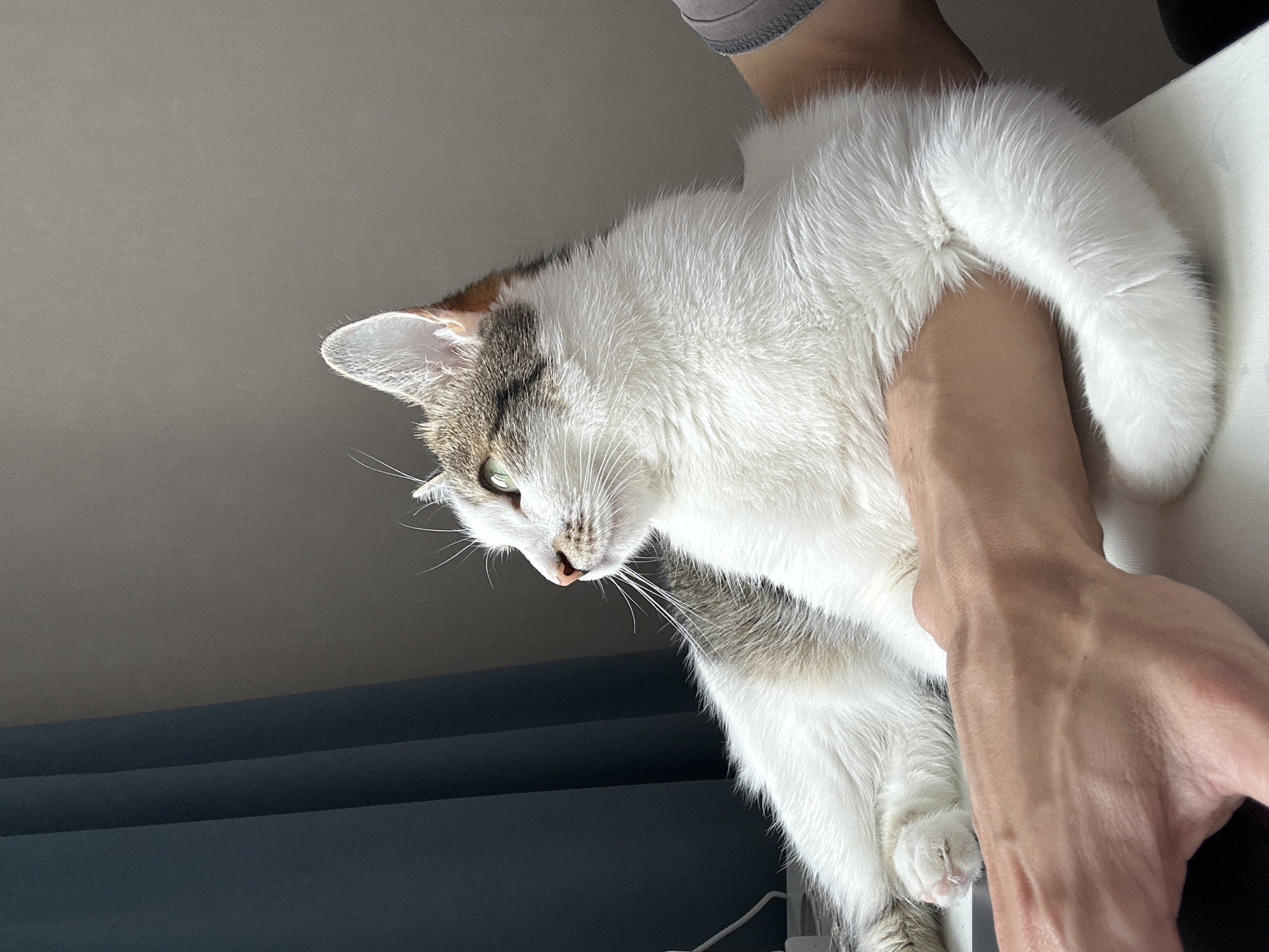 A brightly lit indoor photograph shows a white and tabby cat being held by a person. The cat, oriented diagonally in the frame, is predominantly white with patches of grey-brown tabby markings on its head, back, and paws, alongside a hint of orange-brown fur near its ear. Its green eyes are cast downwards and slightly to the left, suggesting a calm or curious demeanor. The person's arms and hands are visible, supporting the cat securely around its midsection. A small portion of a gray sleeve can be seen near the person's shoulder.
The background is segmented into two main horizontal areas. The upper section is a plain, light gray surface, likely a wall or ceiling, brightly illuminated. Below this, a dark blue or dark gray layered object, resembling blinds or curtains, occupies the lower left portion of the image. A white surface, possibly a windowsill or shelf, is visible in the bottom right, where a thin white cable lies. The strong lighting suggests it is daytime. The scene depicts a gentle, domestic interaction between the pet and its owner in Krasnoyarsk, Russia. No text is visible in the image.