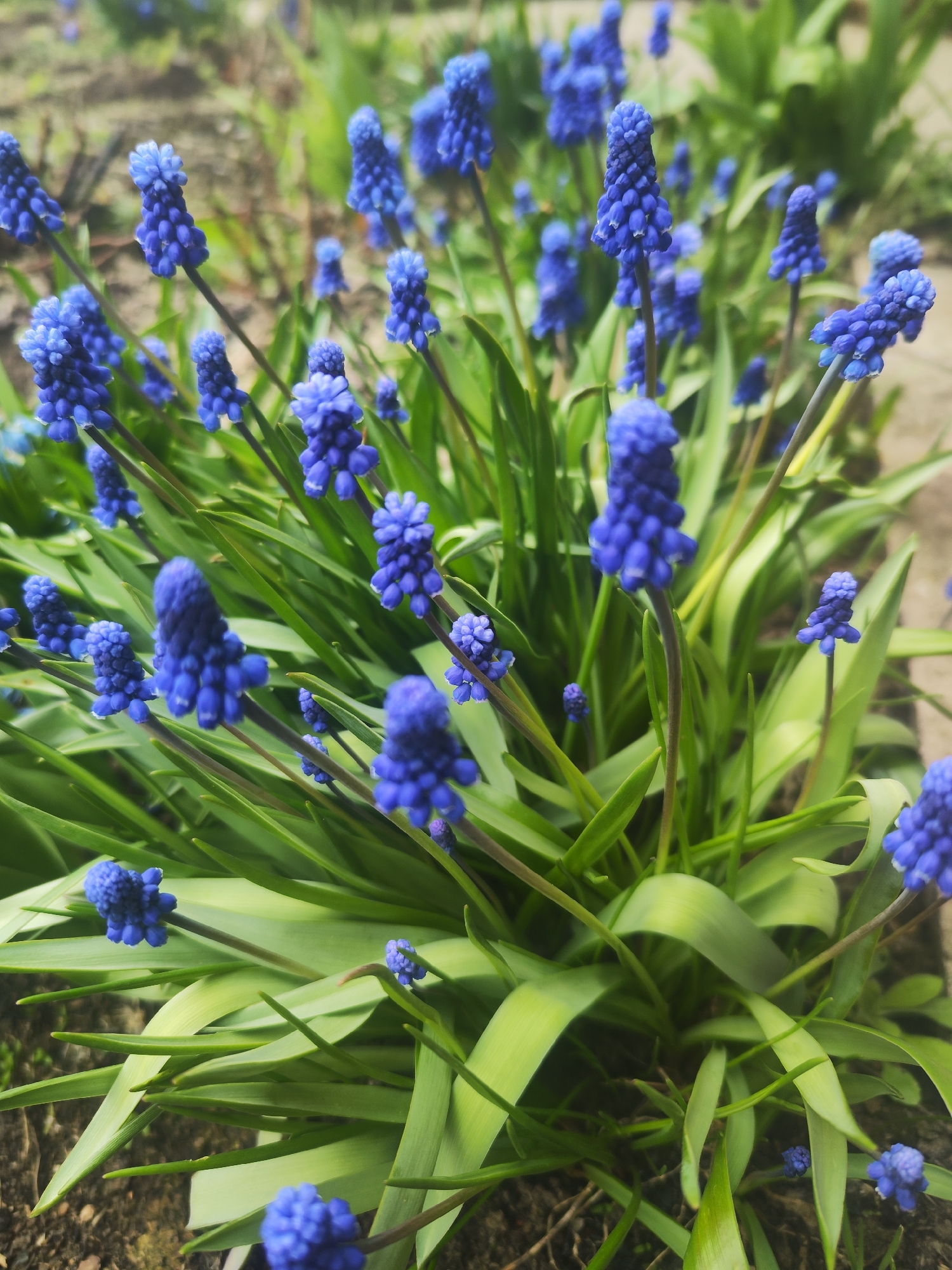 A close-up shot captures a vibrant cluster of blue Muscari flowers (grape hyacinths) growing outdoors. The flowers are in full bloom, their tiny, bell-shaped florets densely packed on erect stems. The plant is surrounded by green leaves that are long and slender. The location is in the city of Chaikovsky, Russia. The background is slightly blurred, showing a mix of soil, concrete, and other plants, indicating a garden or yard setting.