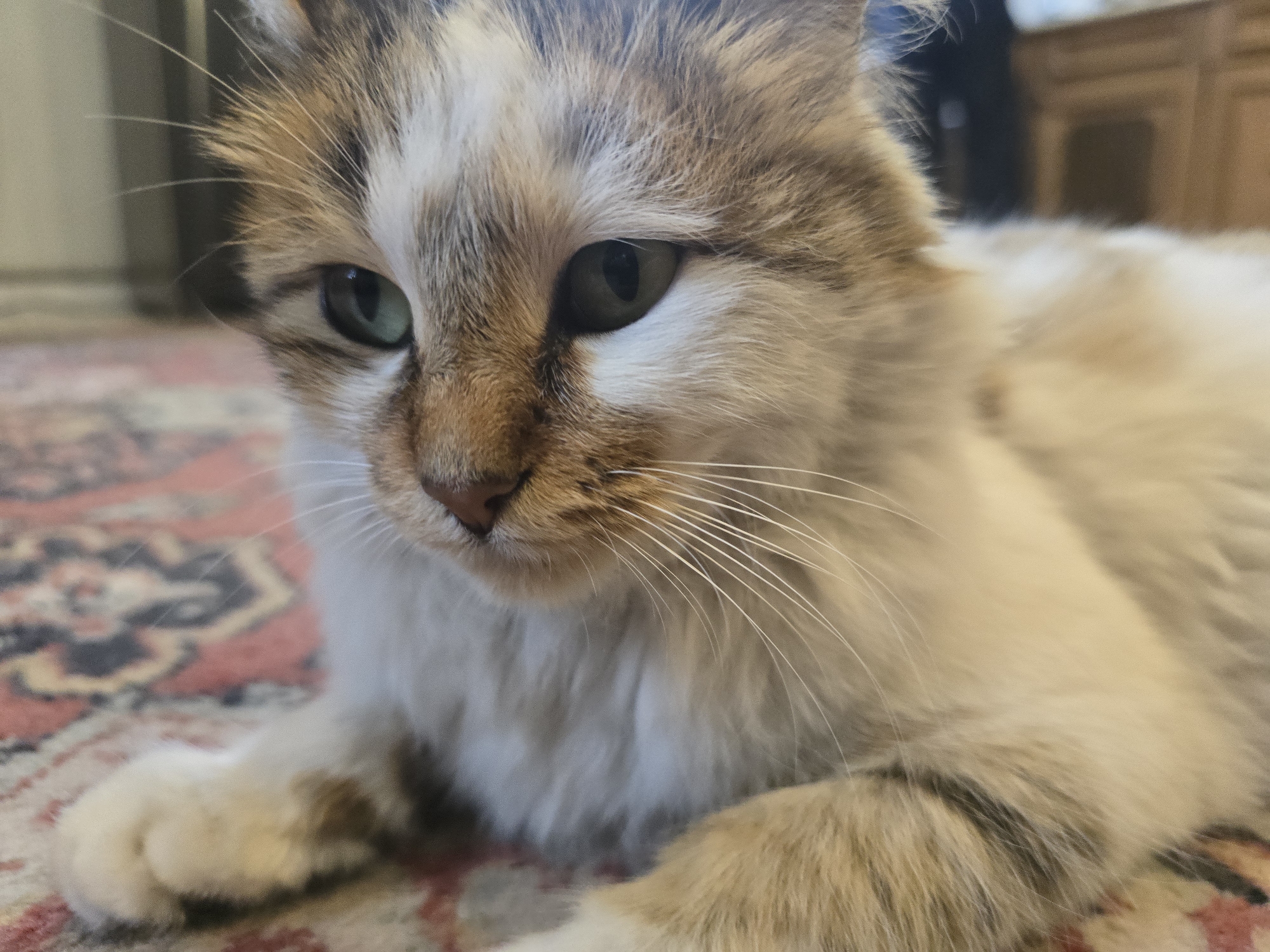 A close-up shot captures a cat with green eyes lying on a carpet. The cat has a mix of brown, white, and gray fur. The carpet has a pattern of red and black shapes. The background includes a wooden cabinet or furniture piece. The location is not discernible.