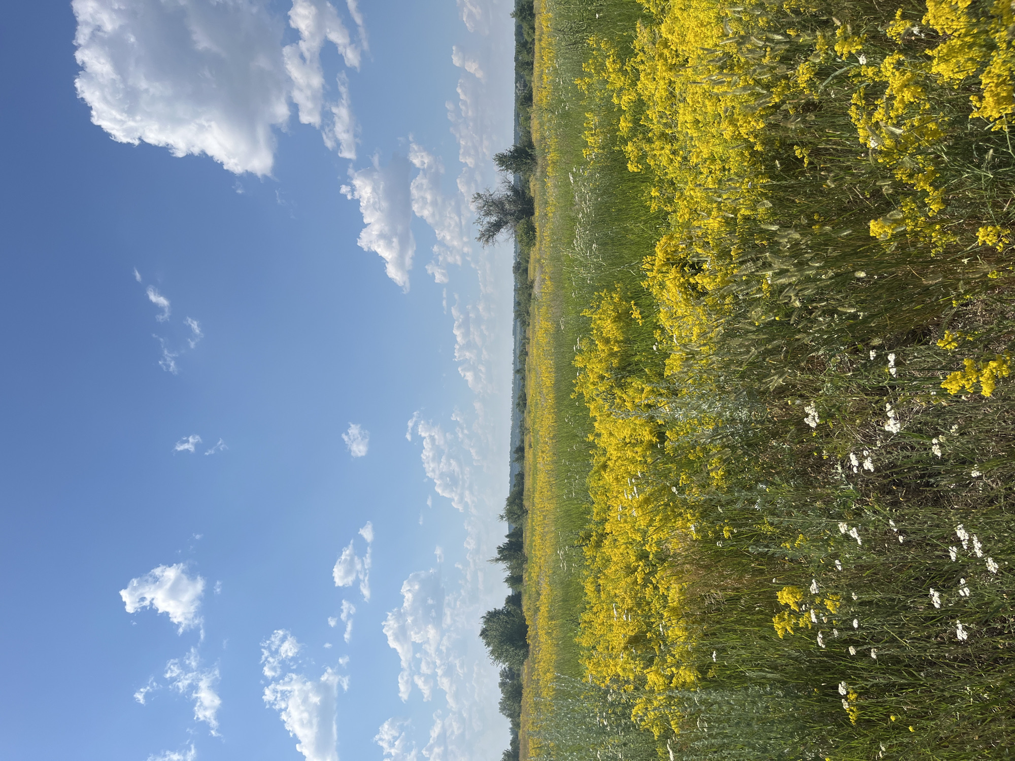 This media file depicts a vast, sun-drenched meadow filled with vibrant yellow wildflowers. The field stretches towards a distant horizon, where a line of trees marks the edge of the landscape. The sky above is a brilliant blue, dotted with fluffy white clouds that cast soft shadows across the scene.
The foreground is dominated by a dense carpet of yellow blossoms, interspersed with taller green grasses and a scattering of delicate white flowers. The flowers are in full bloom, creating a rich tapestry of color and texture. The scene evokes a sense of natural beauty and tranquility, suggesting a warm, sunny day in a rural or wild setting.
The image is oriented vertically, giving a sense of depth and expansiveness. The sunlight appears to be strong, indicating it is likely midday or early afternoon. There are no people or man-made objects visible, emphasizing the untouched nature of the landscape. The overall impression is one of serene natural beauty, a peaceful moment captured in time.