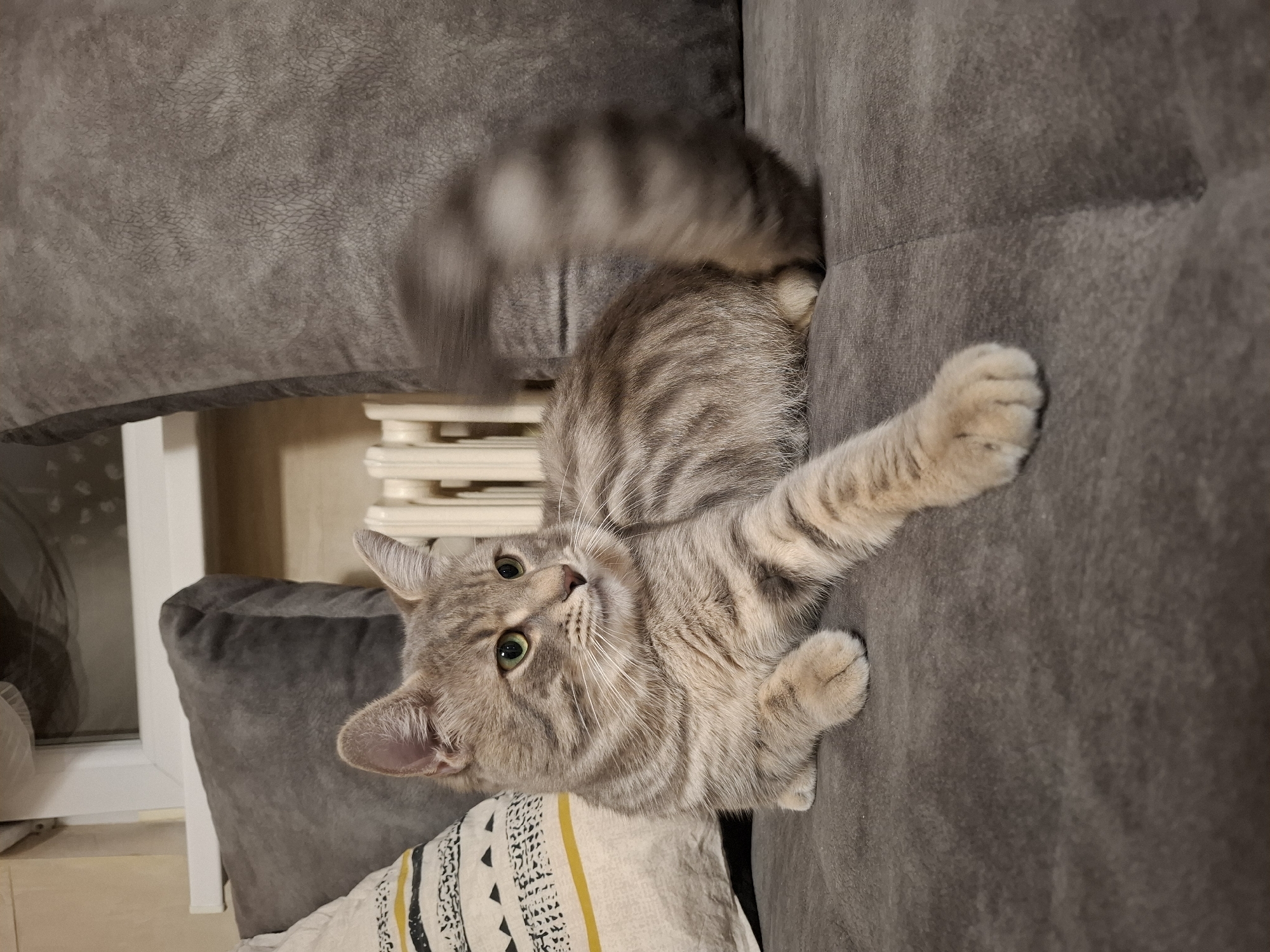 A gray tabby cat lies on a gray couch. The cat is light gray with darker gray stripes. The cat's tail is blurred, indicating it is wagging. The cat is looking at the camera. The cat's paw is extended toward the right side of the image. A patterned pillow is visible near the bottom of the image. A window with blinds and a radiator are visible in the background. The photograph appears to have been taken indoors. The location is possibly Novi Sad, Serbia.
