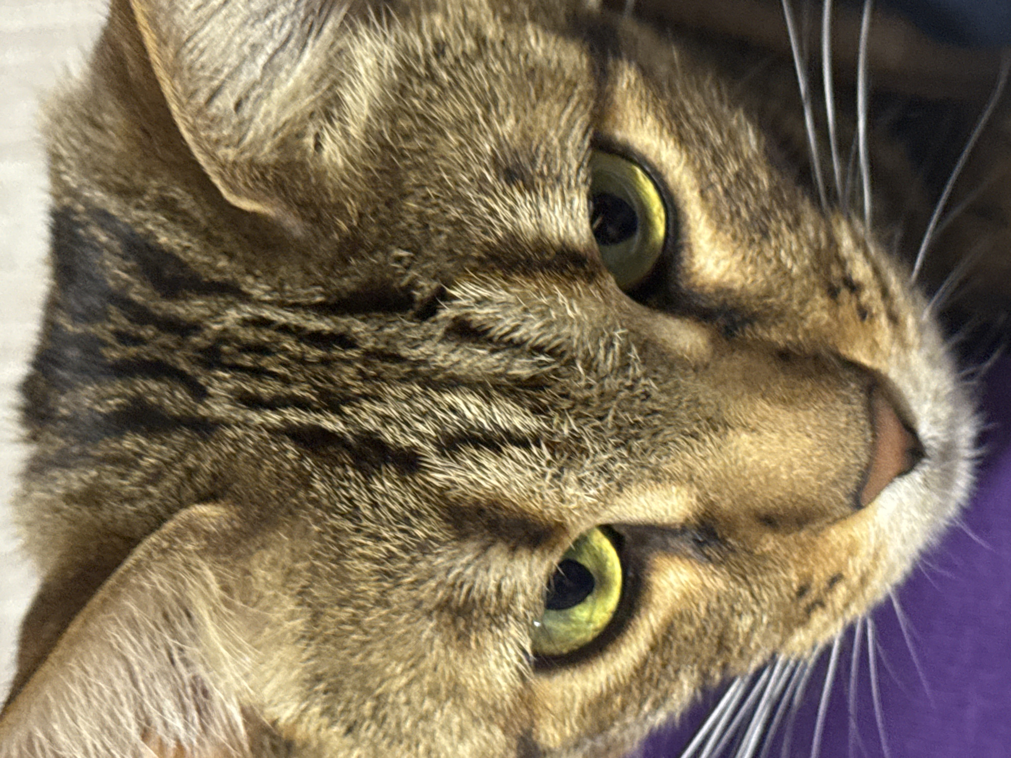 A close-up image shows the head of a tabby cat with yellow-green eyes and long white whiskers. The cat has short fur with dark brown stripes and lighter golden-brown fur. The background is blurry but appears to be a purple surface. There is no information to suggest this image was taken in Votkinsk, Russia.