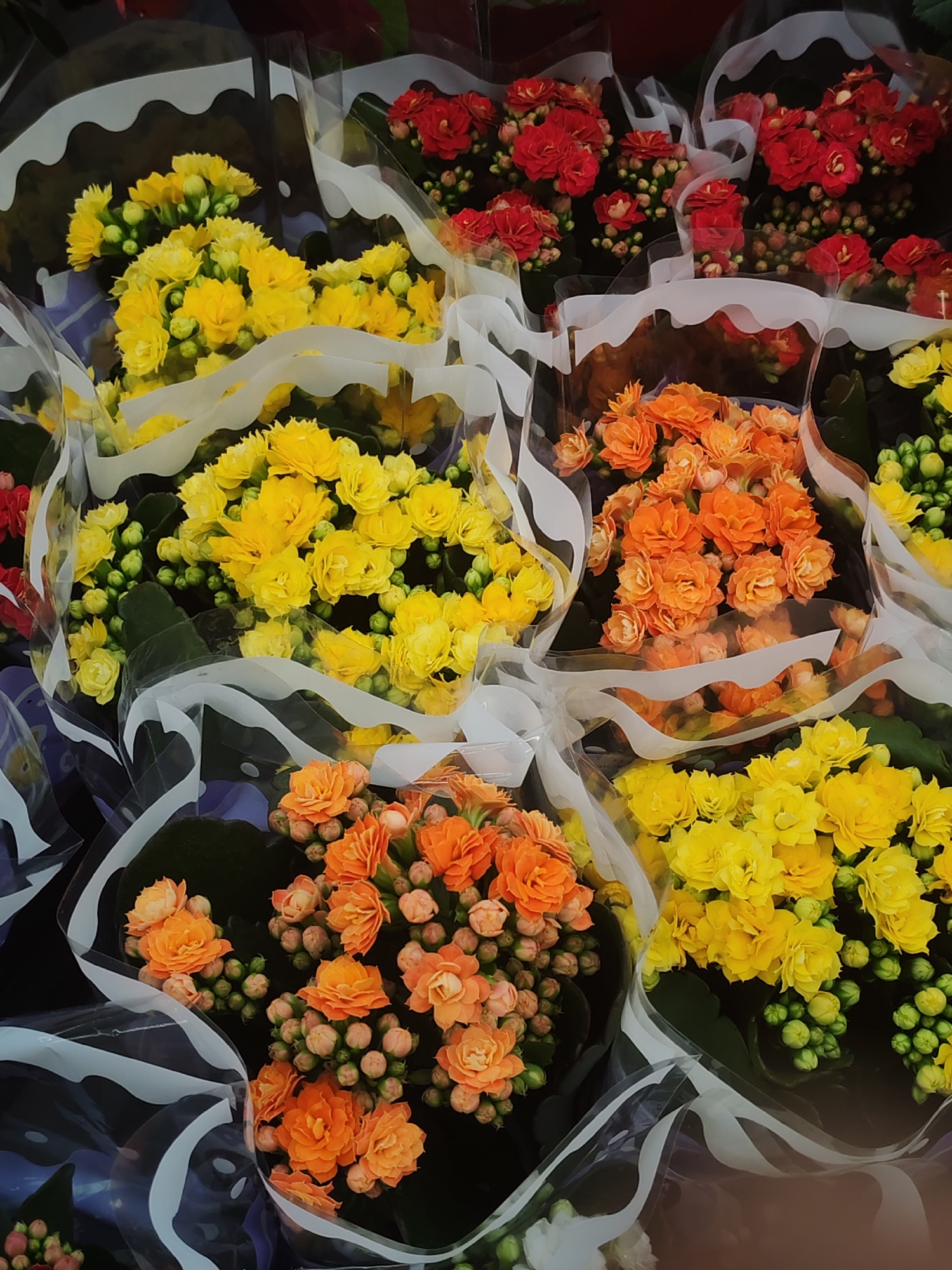 The image shows a close-up of multiple bouquets of Kalanchoe blossfeldiana flowers in shades of yellow, orange, and red, wrapped in clear cellophane with white wavy edges. The flowers are densely packed together, and some buds are also visible. The setting appears to be a retail environment, possibly a florist shop or a supermarket. Location is Unknown, Unknown.