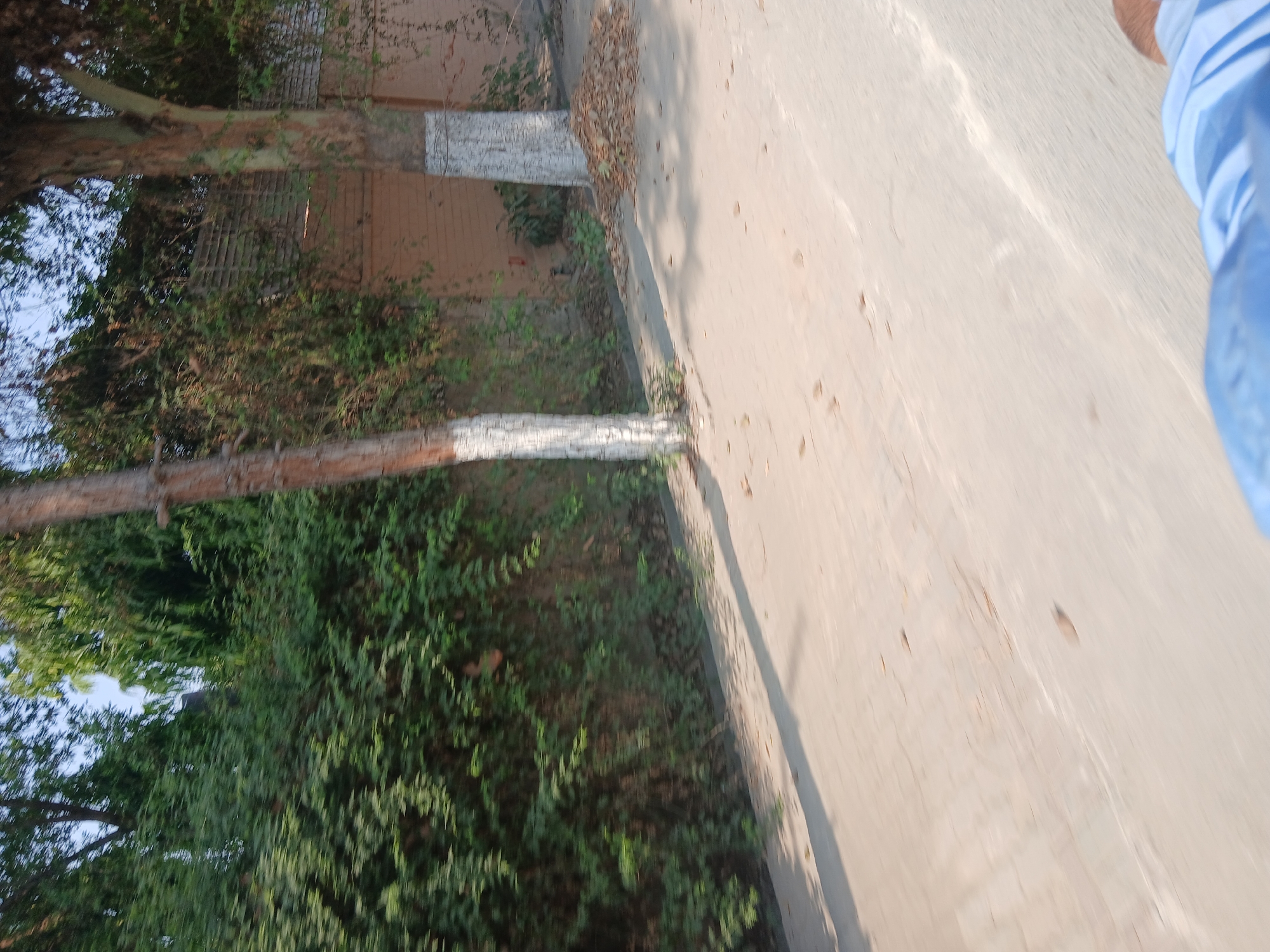 The image shows a street scene in Peshawar City Tehsil, Pakistan. The foreground features a paved road with some scattered leaves. In the mid-ground, there are two trees with white paint applied to their lower trunks. Behind the trees, a wall made of beige bricks is visible, partially covered by greenery. The background consists of dense foliage and trees. The image appears to be taken from a moving vehicle due to the motion blur. There is no clear indication of people actively engaged in the scene, though a portion of a blue garment and a person's arm is visible in the lower right corner, suggesting someone is present.