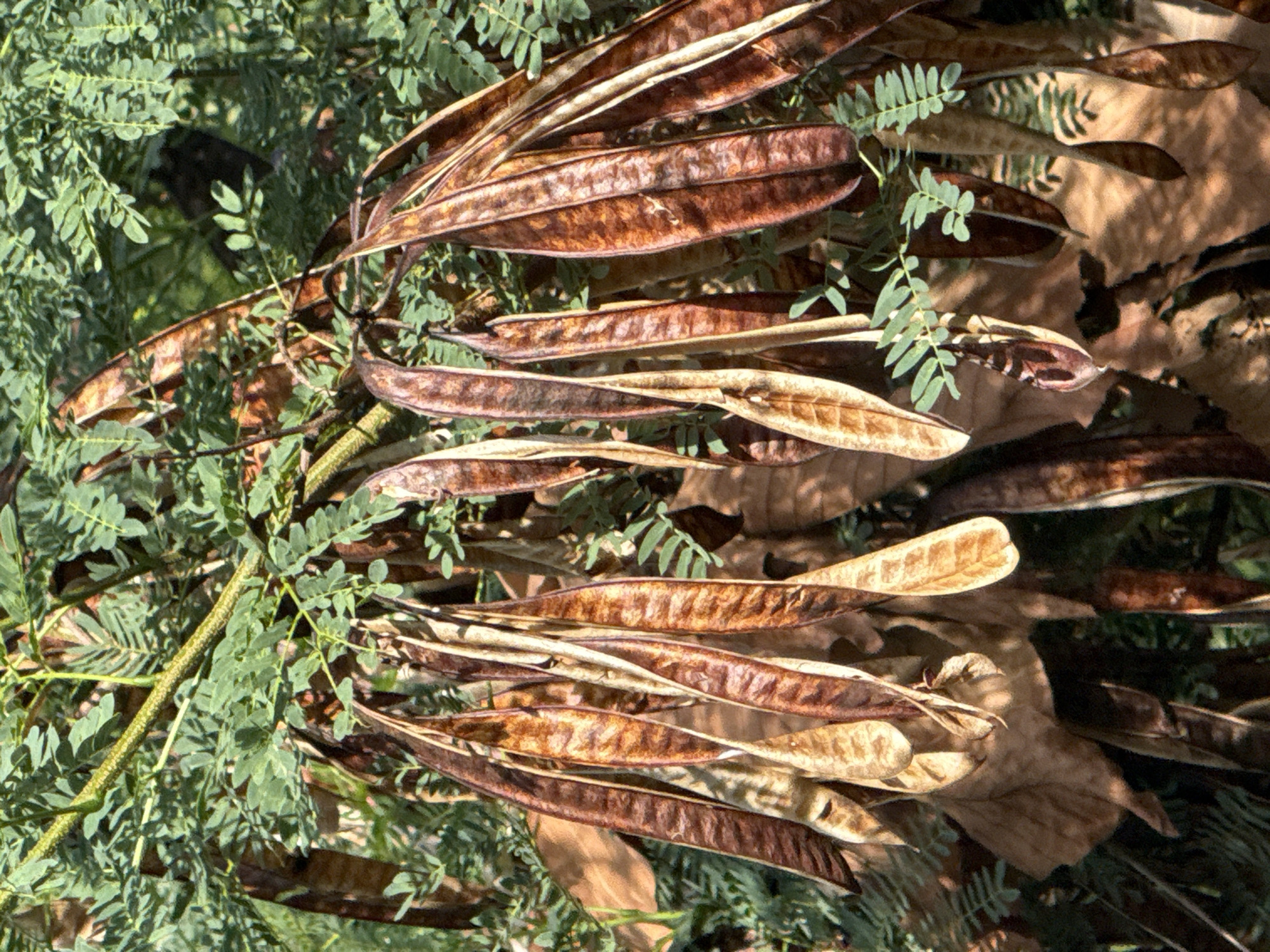 A cluster of dried, brown seed pods hangs from a tree branch. The pods are elongated and flattened, with visible veins running down their surfaces. They are surrounded by green leaves and branches, as well as some dried, brown leaves at the bottom of the image. The image appears to have been taken outdoors, possibly in a garden or natural setting. There are no people or animals visible in the image. The location is stated as Baan Lamai, Thailand.