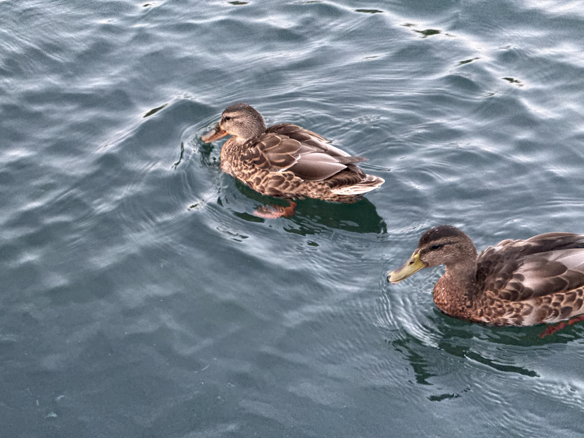 Two mallard ducks are swimming in dark, choppy water. The duck in the foreground is on the right side of the image, facing left with its beak slightly submerged. The duck in the background is to the left of the foreground duck, also facing left. The water appears to be a lake or pond, and there are no buildings or specific landmarks visible to identify a location in Tashkent, Uzbekistan.