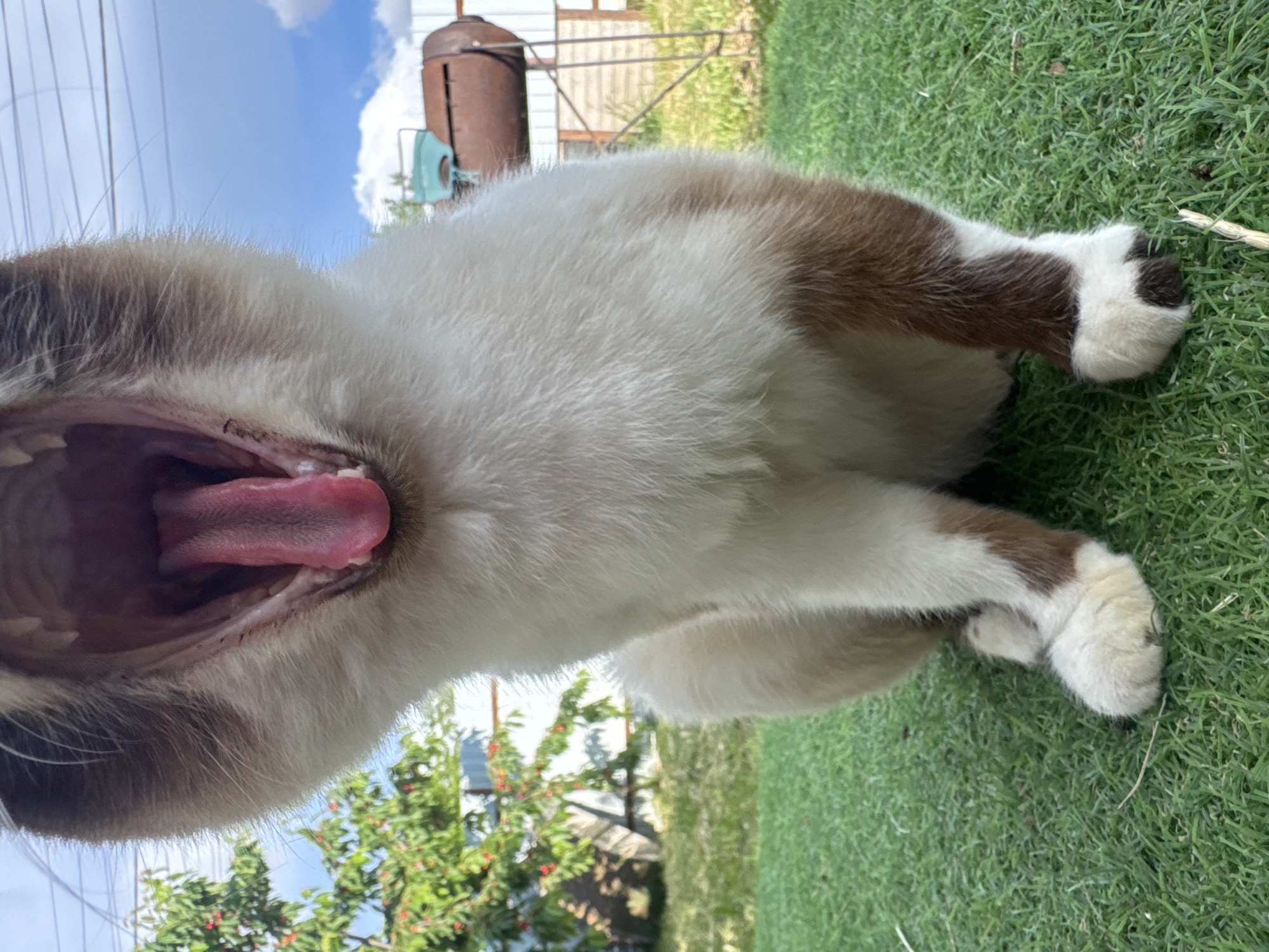 A low-angle, close-up shot captures a Siamese cat mid-yawn, its mouth wide open to reveal a pink tongue and sharp teeth. The cat, with white fur and brown markings on its ears, legs, and tail, is seated on a vibrant green lawn. In the background, out of focus, a tree laden with red berries is visible on the left, and a rusted metal barrel on a stand, possibly part of a smoker or grill, is situated to the right. The scene appears to be outdoors, with a bright blue sky and scattered clouds overhead. The image does not contain any identifiable landmarks or elements that would suggest a specific location within Добровское сельское поселение, Ukraine.
