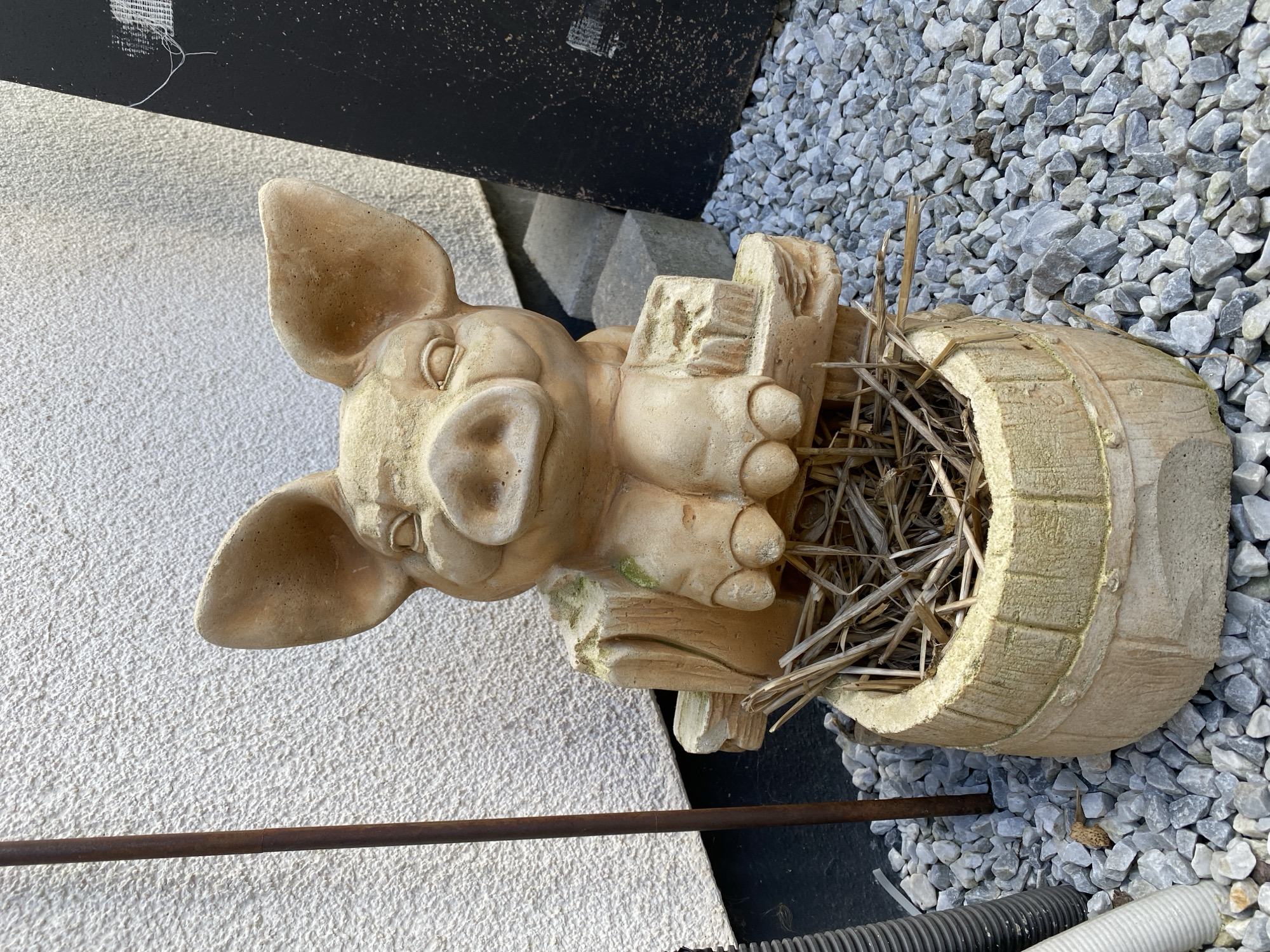 The image shows a concrete garden decoration of a pig peeking over a wooden barrel filled with straw. The pig sculpture is light brown and has large ears, a snout, and its front trotters are resting on the edge of the barrel. The barrel also appears to be made of concrete or a similar material and is textured to resemble wood. The barrel is surrounded by gray gravel. To the left of the pig and barrel, there is a textured white wall and a dark vertical metal pole. To the right, a black vertical surface with white scuffs is visible. The scene is outdoors, likely in a garden or yard, with the environment suggesting an urban or suburban setting within Flammersfeld, Germany, given the context provided.