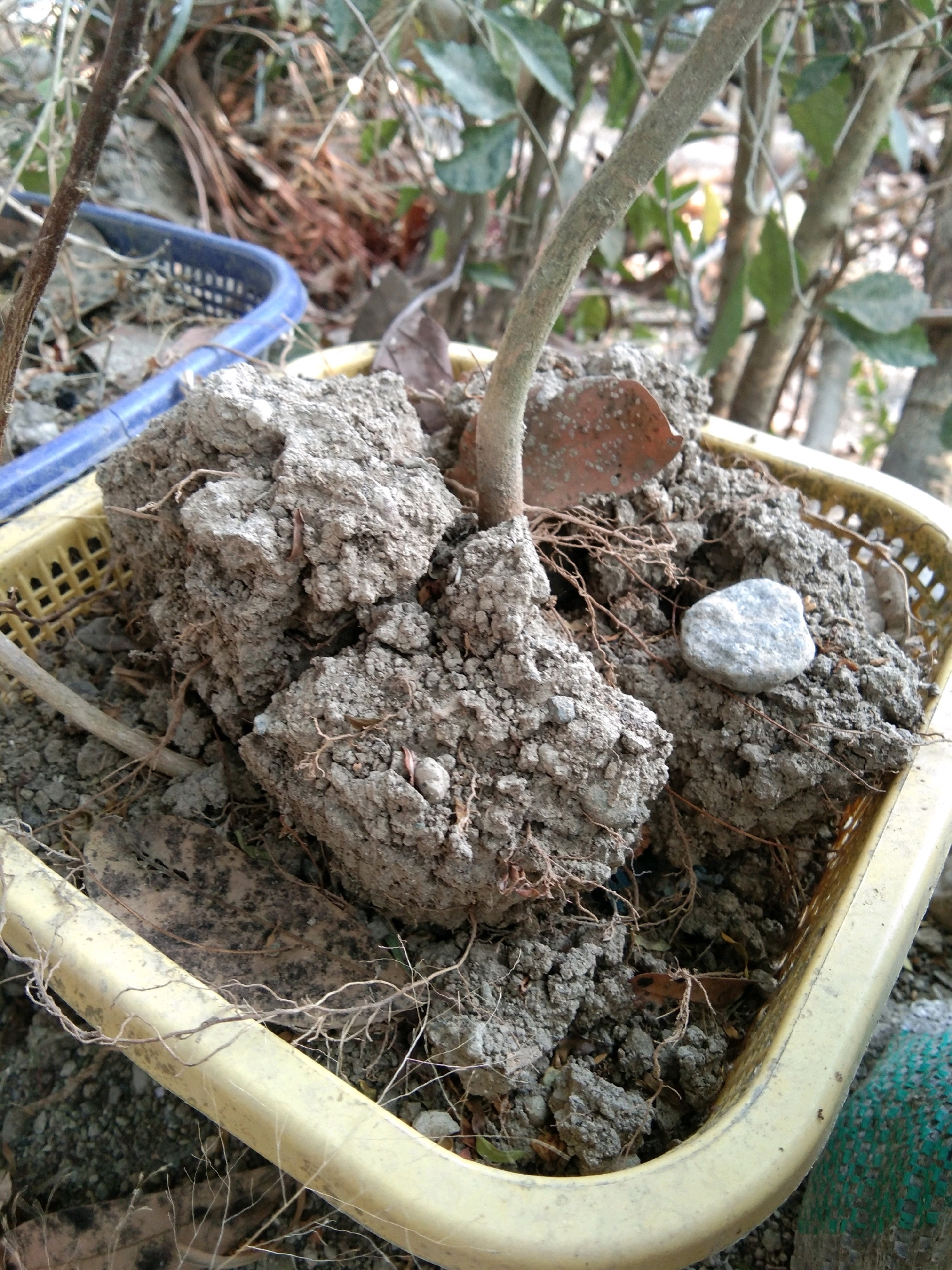 The image depicts a close-up, eye-level view of a plant in a yellow plastic basket. The basket is filled with dry, clumpy soil and exposed roots. A thin, light-brown stem emerges from the soil. There are several large, irregular chunks of soil scattered throughout the basket, with smaller debris like dried leaves and a small gray pebble visible. In the background, a blue plastic basket is partially visible to the left, and out-of-focus green foliage and brown branches suggest an outdoor environment. The image does not contain any people or visible actions. The lighting is natural and appears to be daytime. The scene suggests a garden or outdoor area in Karangsambung, Indonesia.