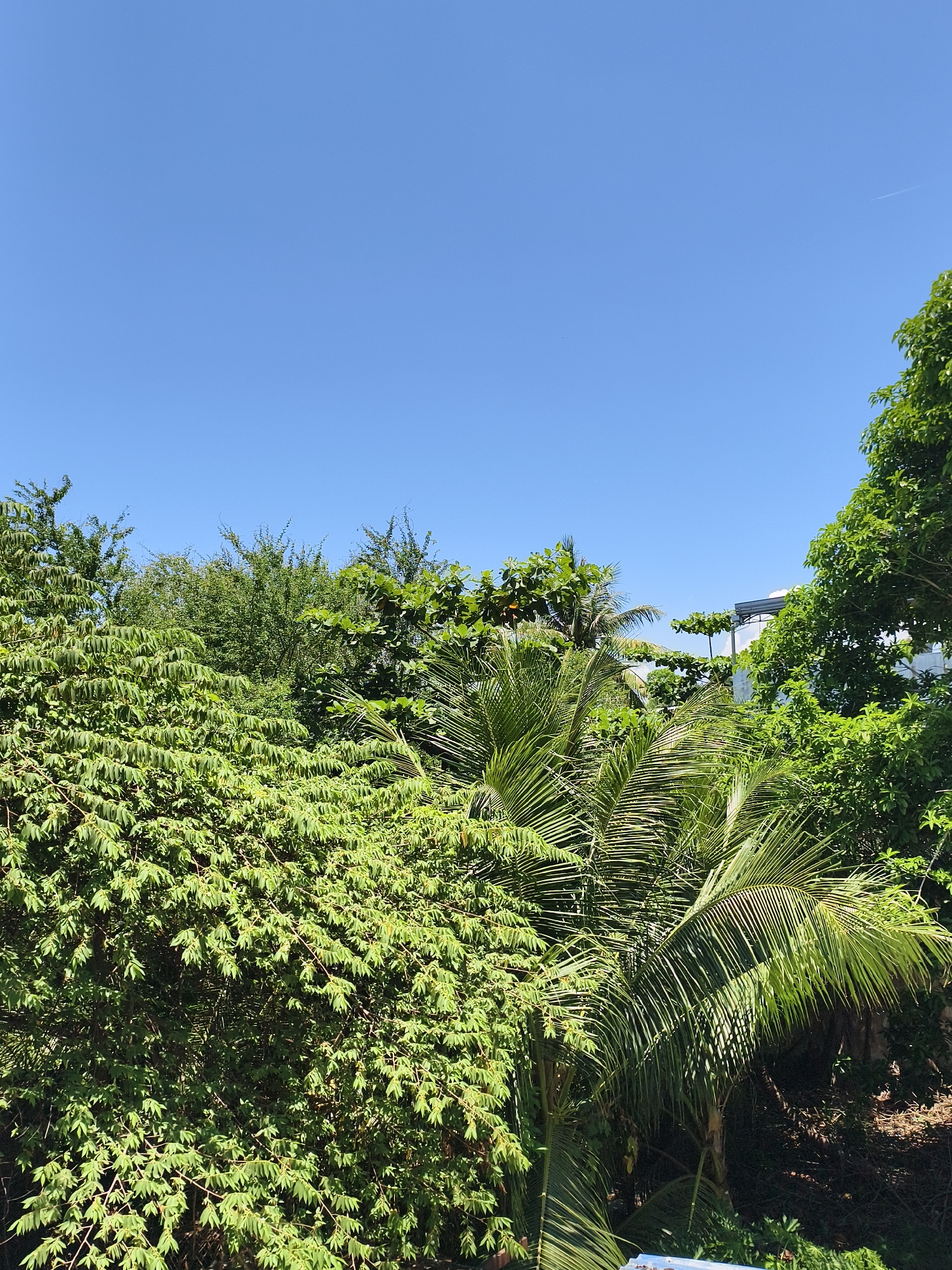 The image shows a view of lush green vegetation under a bright blue sky. Dominating the scene are various trees and shrubs, including palm trees with their distinctive fronds. The foliage is dense, creating a sense of a tropical environment. Partially visible behind the trees is a structure, possibly a building, with a white roof. The location is Unknown, Unknown.